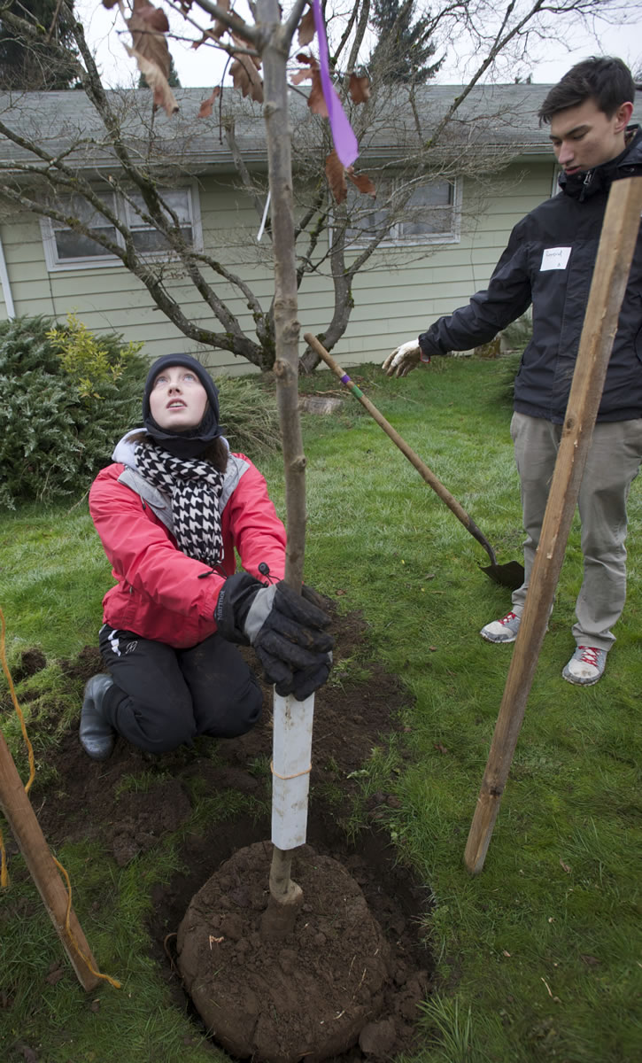 Columbia River High School students Haley Case, and Raymond Lematta, both 17, help plant trees Jan.