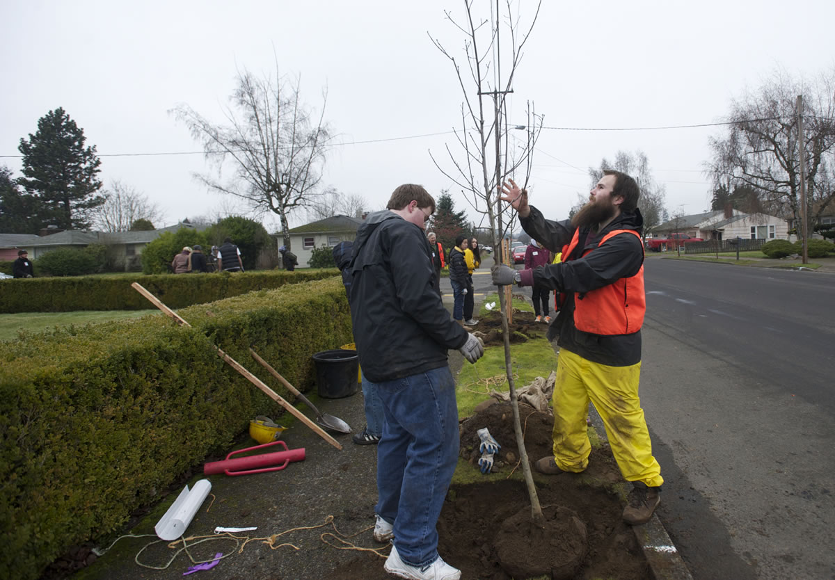 Clark College Environmental Club members John Bryant, left, and Alex Bruyevicz, both 19, plant trees with other volunteers in the Meadow Homes neighborhood Jan. 12. The city's largest neighborhood tree-planting of the season will be Feb.