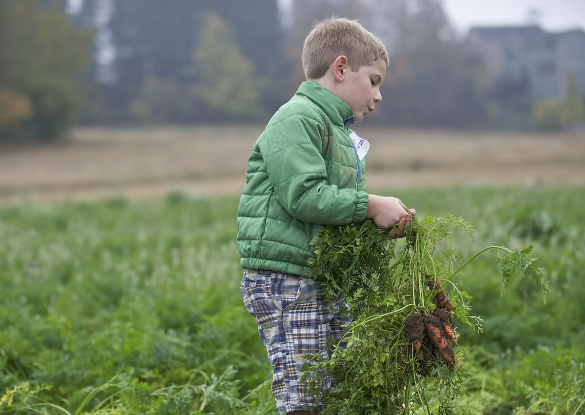 Image Elementary second-grader Cameron Pykonen pulls carrots from the ground as he and classmates celebrate Food Day by harvesting carrots and pumpkins Thursday at the Heritage Farm in Hazel Dell.