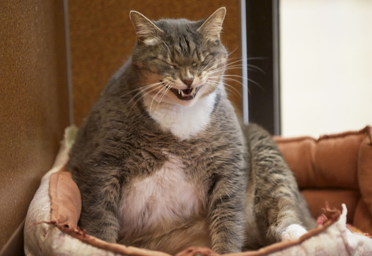 Halbert, a 6-year-old blue tabby weighing in at over 21 pounds, is one of several fat cats that found a new home this weekend due to a Humane Society for Southwest Washington promotion.
