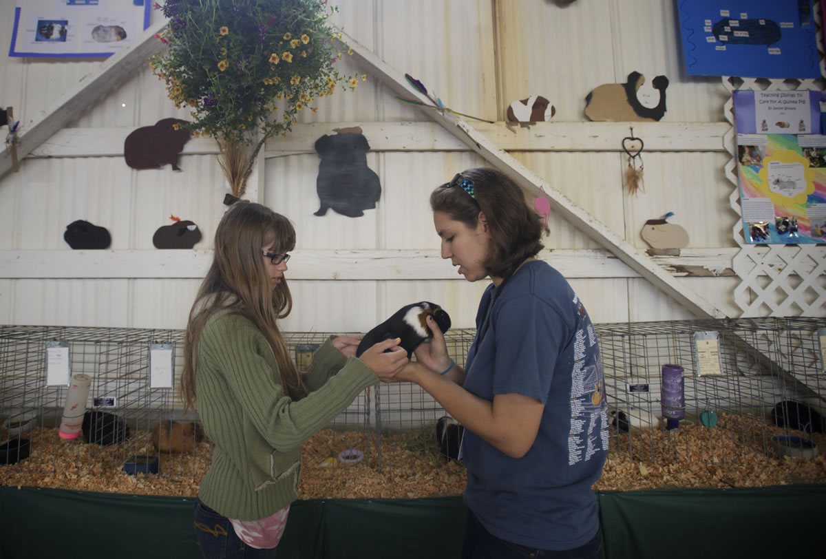Josette Bisbee, 18, right, helps Caitlyn Hayes, 14, prepare for her 4-H guinea pig competition on Wednesday at the Clark County Fair.