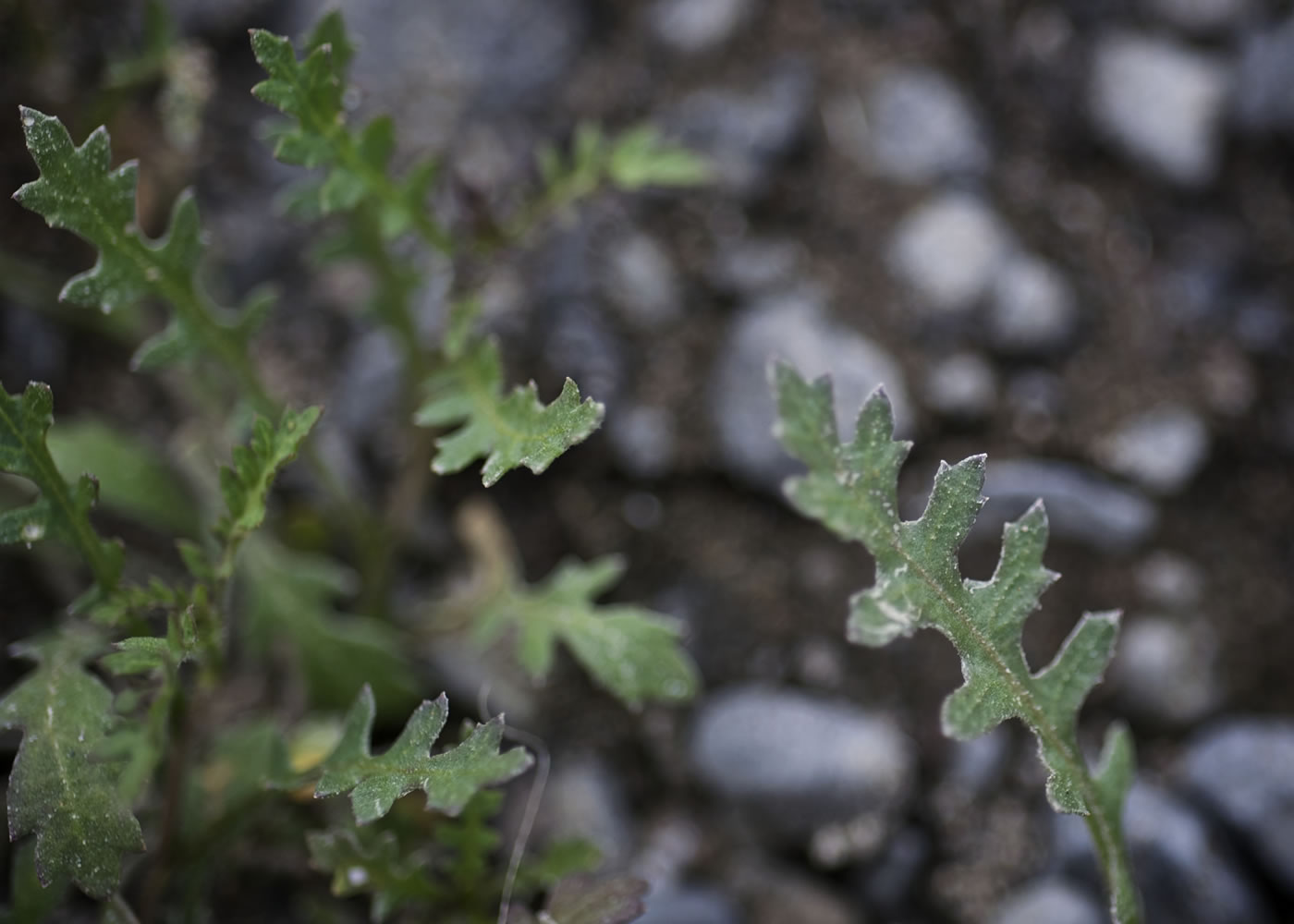 The persistent-sepal yellowcress is known to grow in only two places in the state: the Hanford Reach in South-central Washington, and a five-acre area on and around Pierce Island in the Columbia River Gorge.