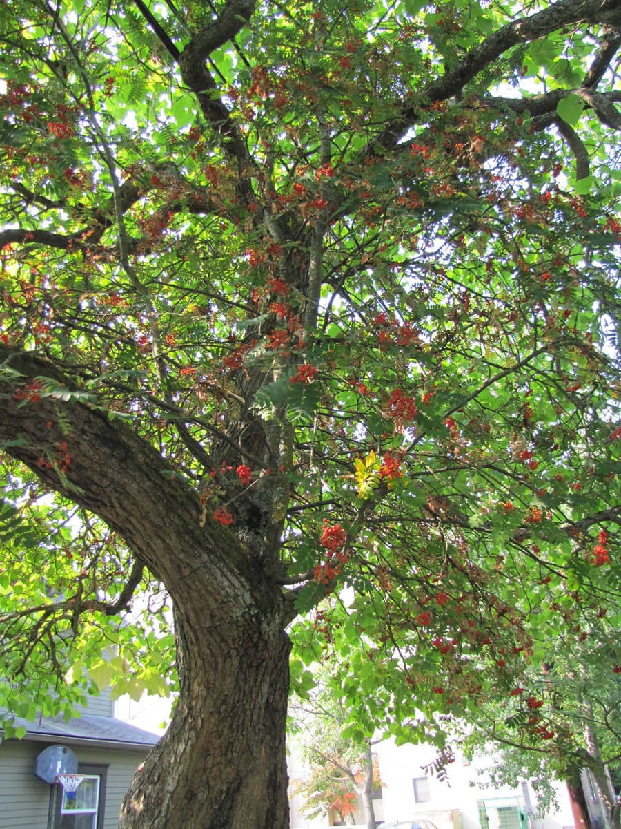 Esther Short: In an unusual twist of nature downtown, a mountain ash with red berries is growing from the center of a mature catalpa tree at the corner of West 11th and Esther streets.