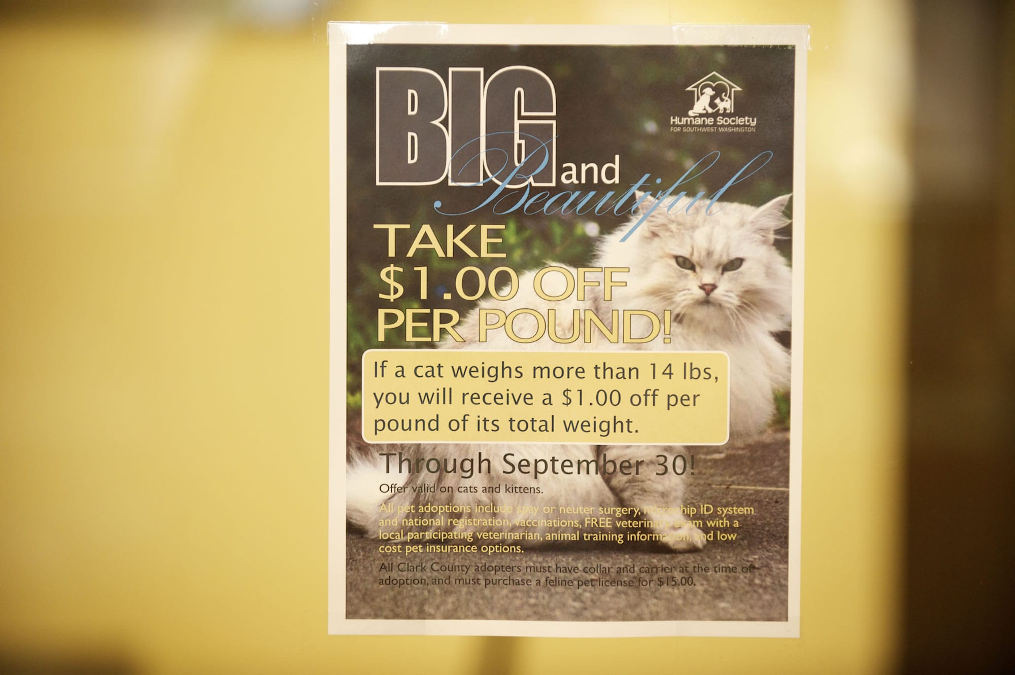 &quot;Big and Beautiful&quot; cats, or those that tip the scale at more than 14 pounds, can be adopted now at a discounted price.