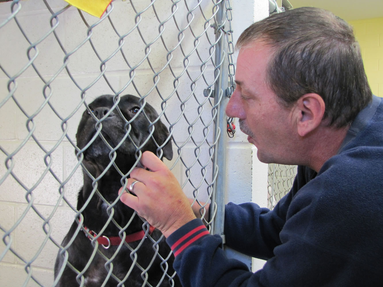 Arlt soothes an anxious dog at the shelter.