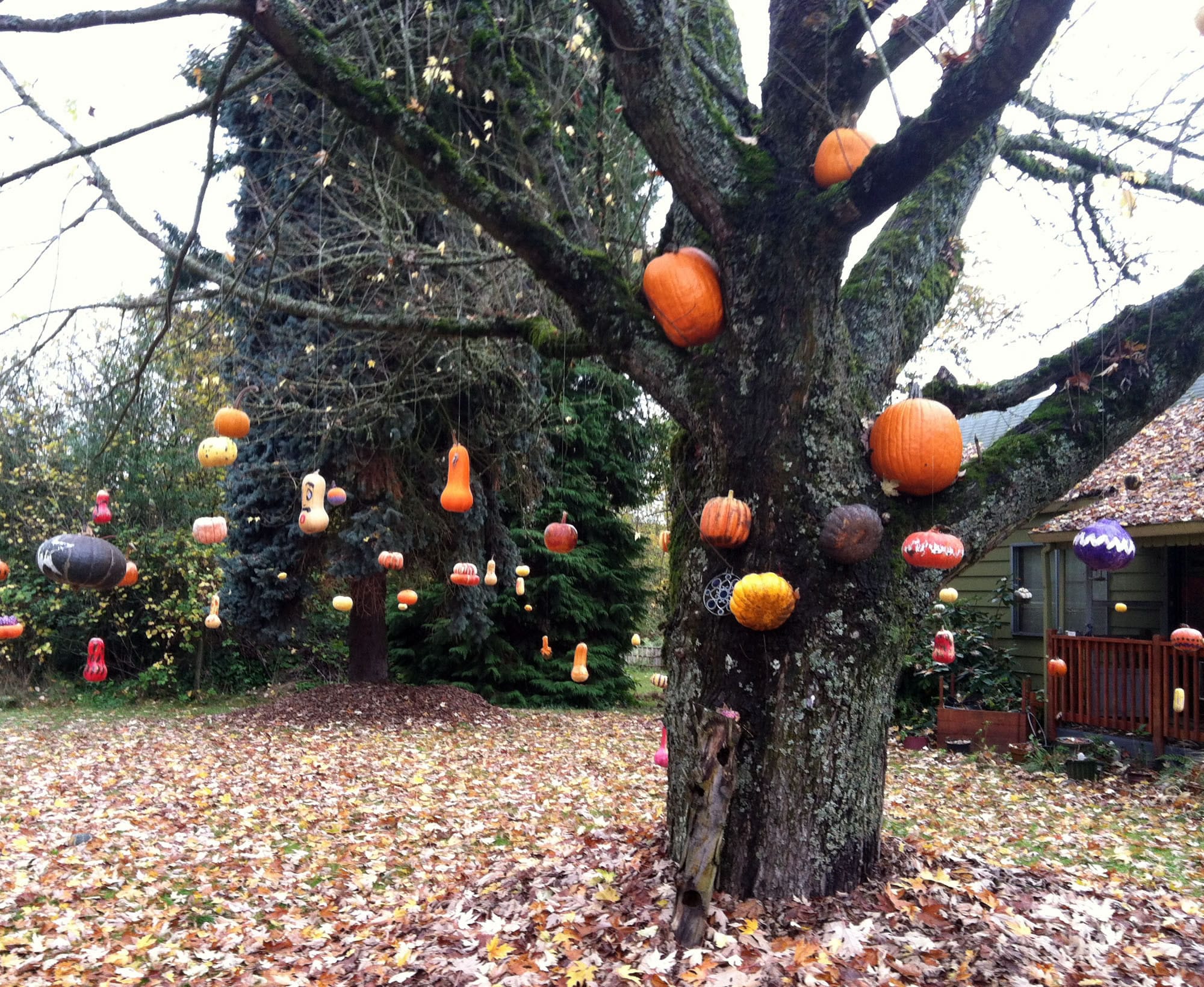 Ridgefield -- Neighbors, friends and families helped Kara Breuer with her eight-year tradition of hanging pumpkins and gourds from trees in her front yard.