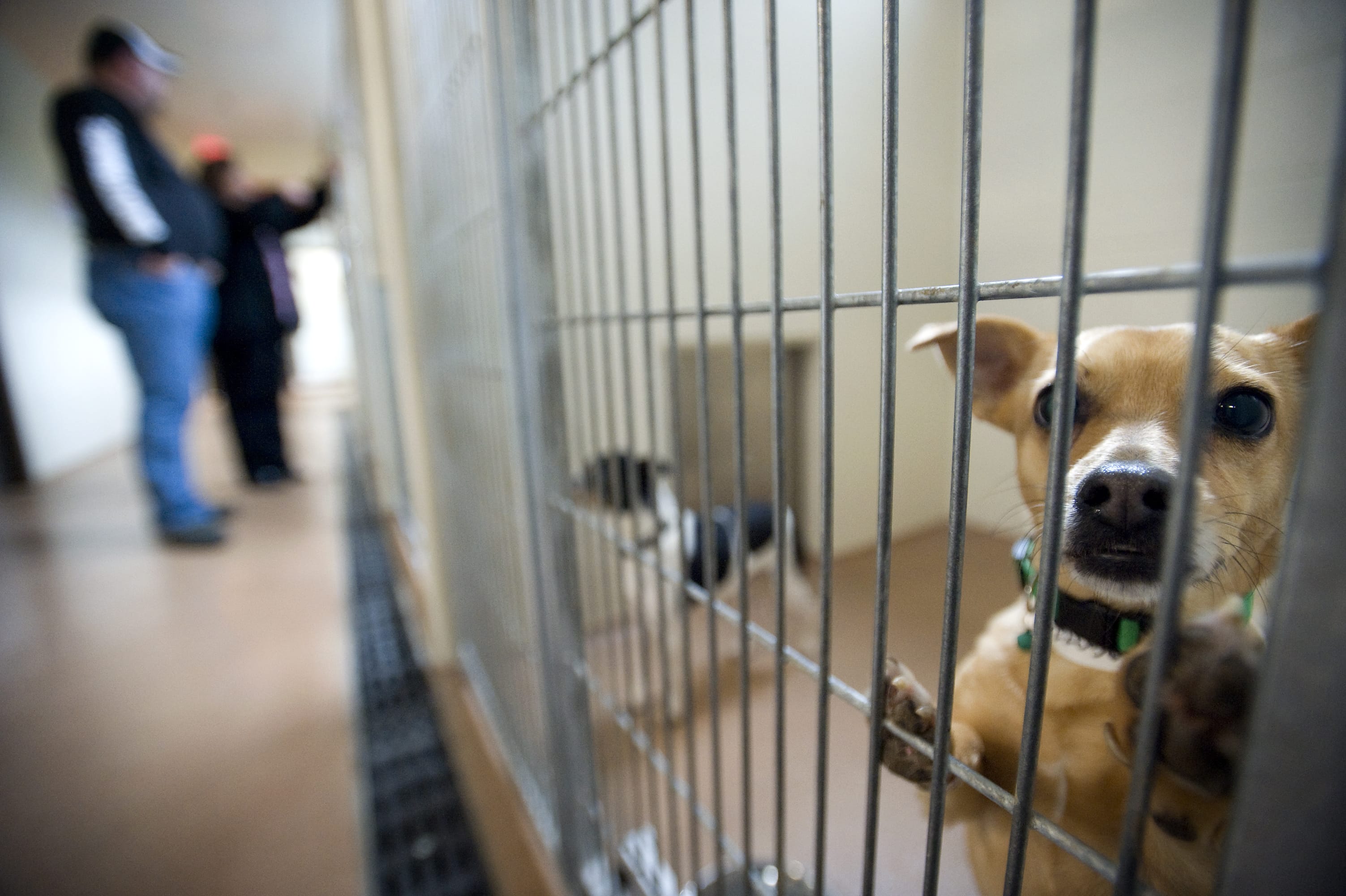 The Humane Society for Southwest Washington wants Clark County to pay more for services the shelter provides.