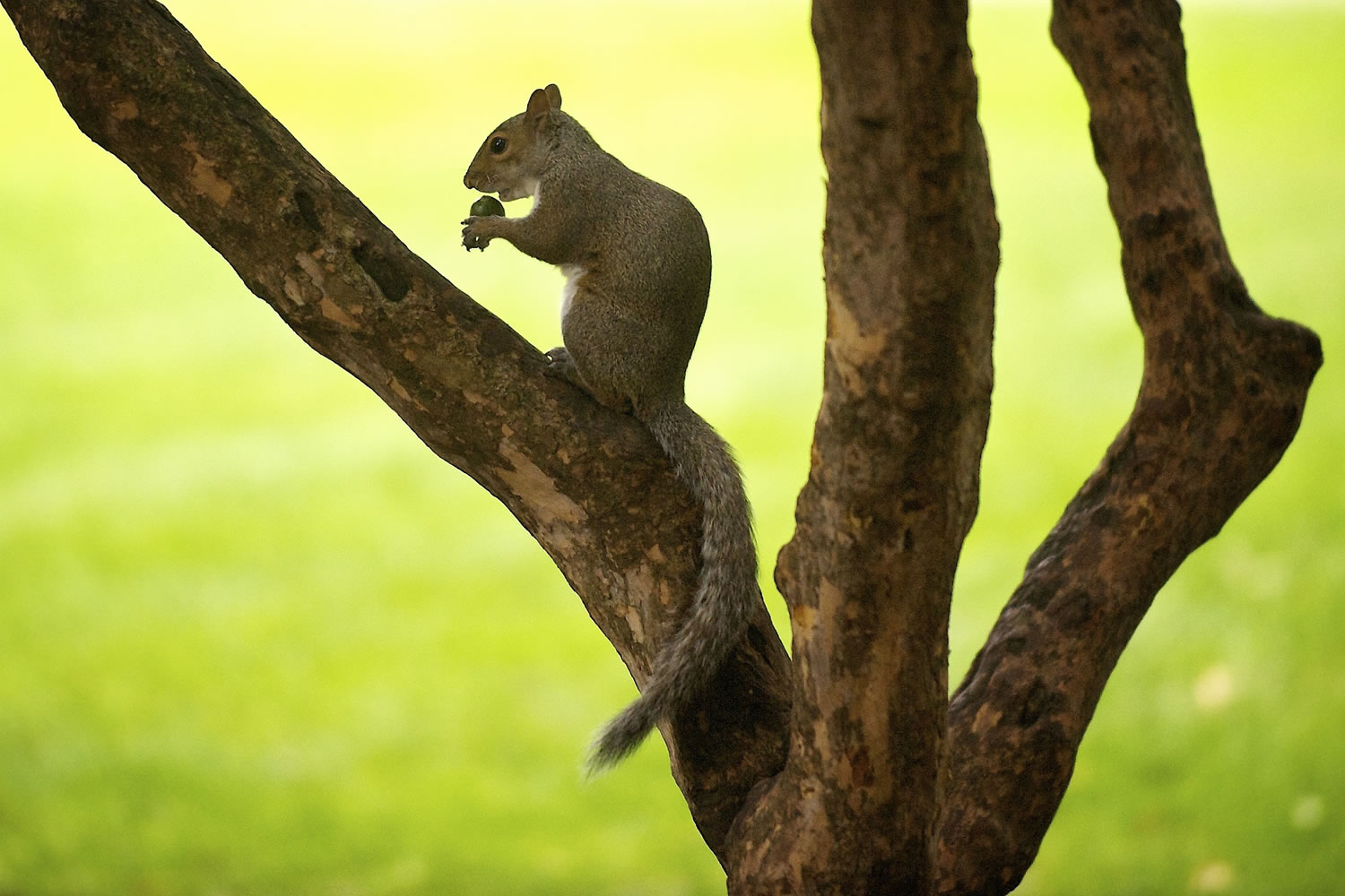 A squirrel romps in Esther Short Park this morning prior to the start of a forecast rainstorm.