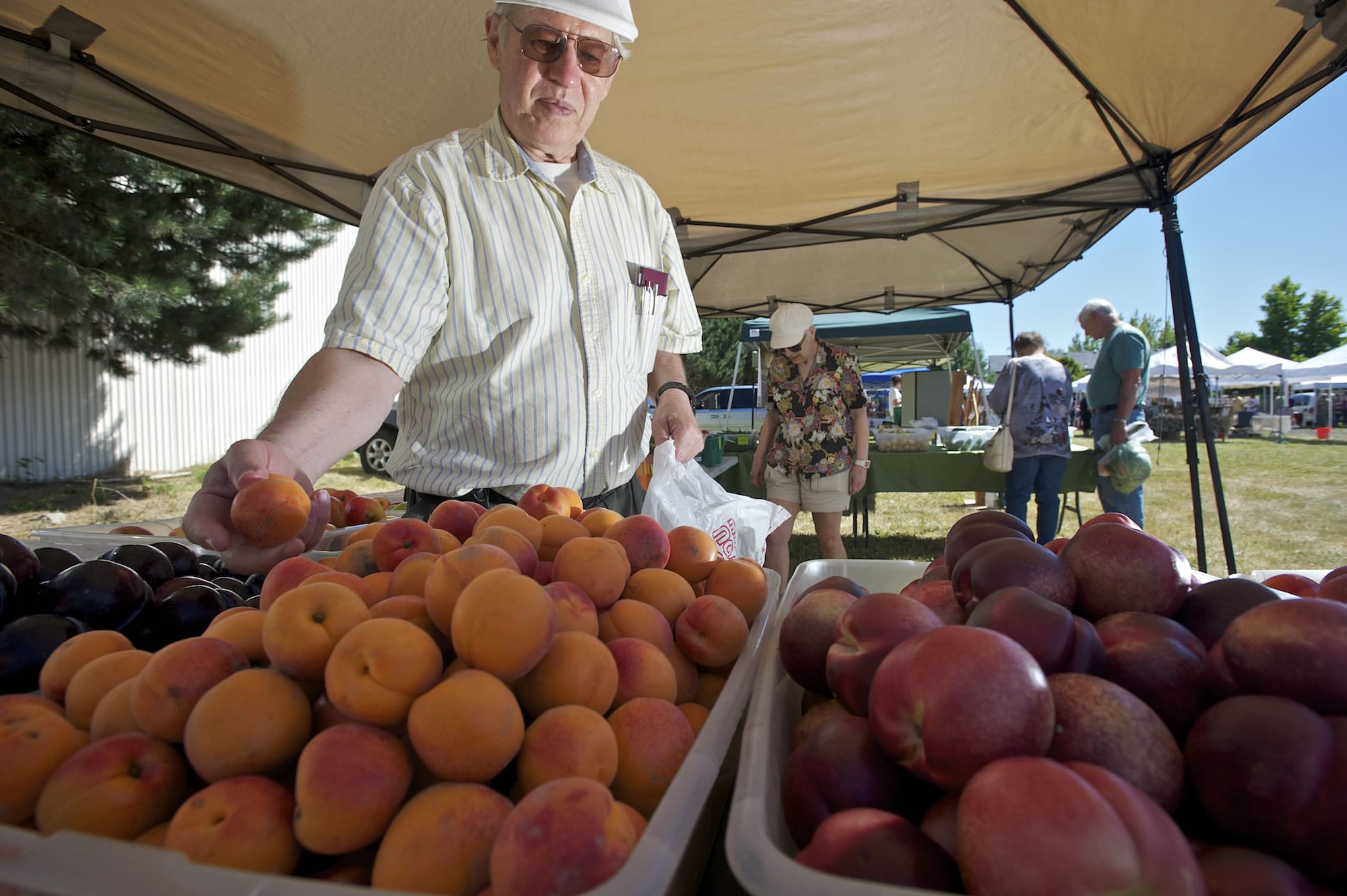 Ron Peterson of Felida picks out apricots from the Ayala Farms produce booth on the opening day of the Salmon Creek Farmers' Market on Thursday.