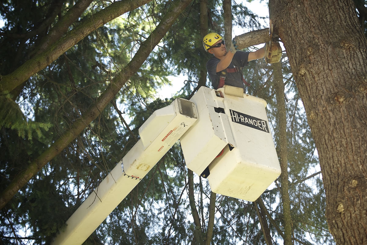Rogelio Tinoco with Arborscape tree service prunes a Douglas fir in the East Barracks.