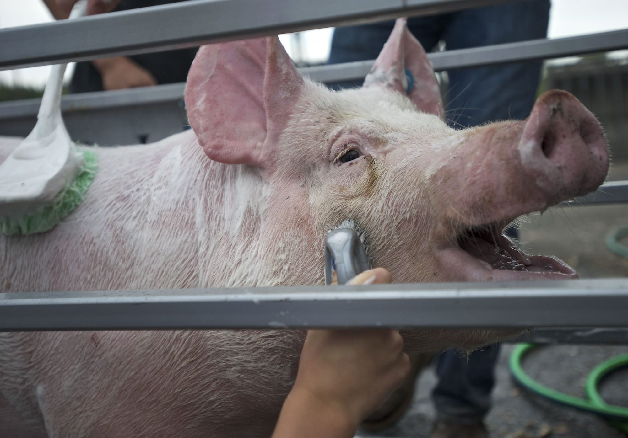 Think prettying up a pig is easy? Hogwash! (with video) - The Columbian