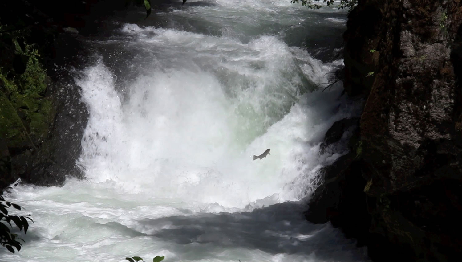 Wildlife officials have confirmed the presence of migrating fish -- likely steelhead -- in the White Salmon River upstream of Condit Dam. This photo was taken Monday at BZ Falls, about 12 miles above the river's mouth at the Columbia River.