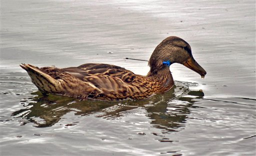A duck with a blow dart in its neck is seen July 15 on Lake Sacajawea near Longview.