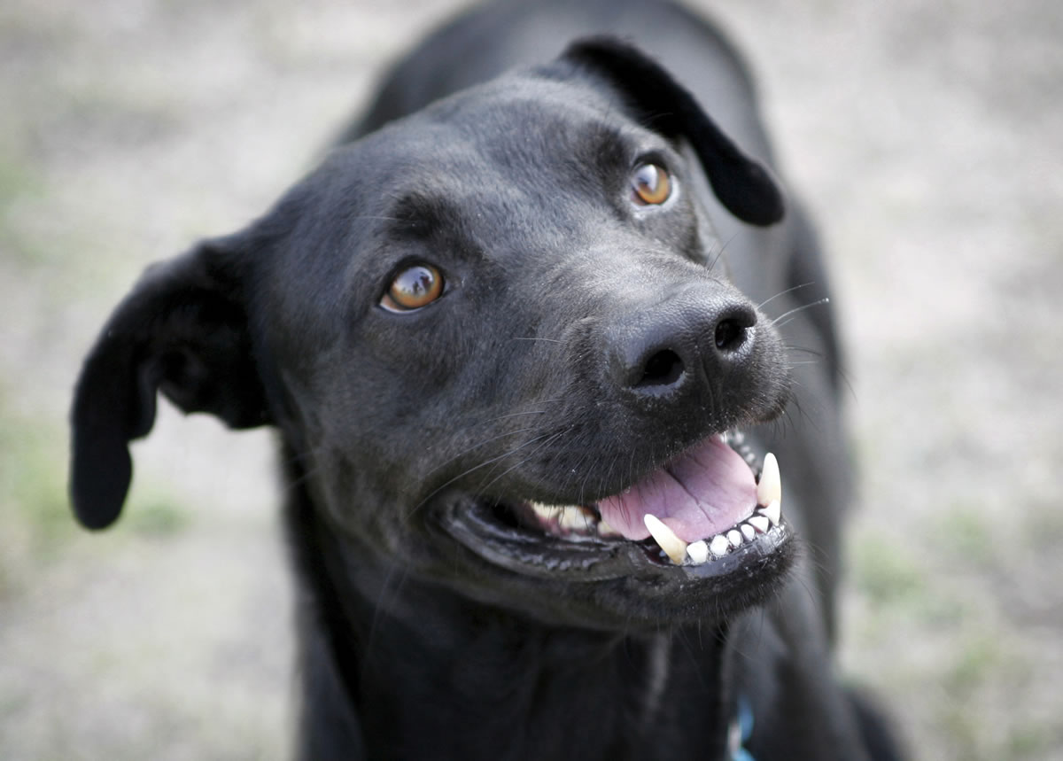 Hazel, a lab mix, was photographed at a Los Angeles Humane Society.