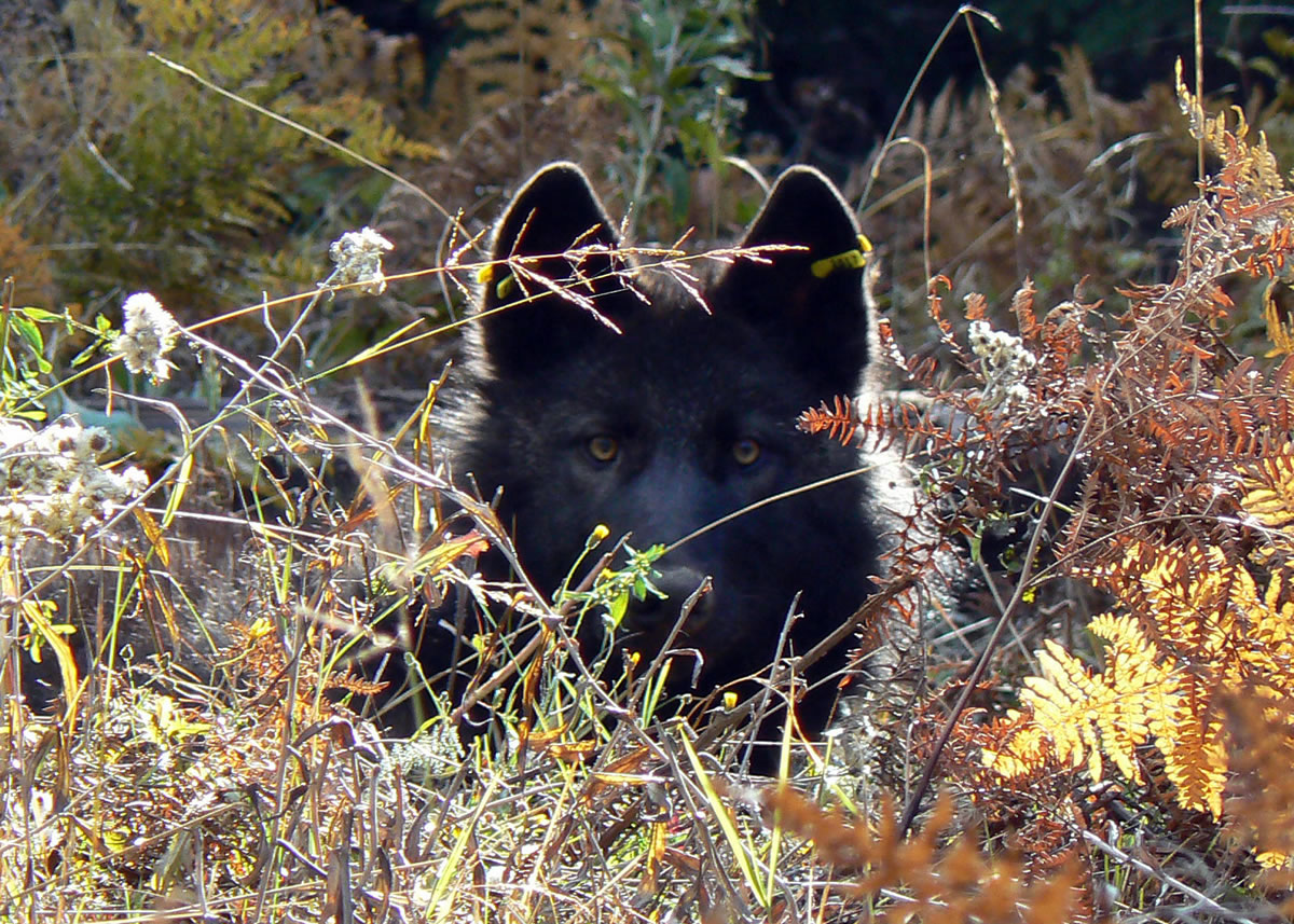 Courtesy Oregon Department of Fish and Wildlife
OR-11, a male pup from the Walla Walla pack, wakes from anesthesia in October 2011 after being fitted with a radio tracking collar in northeastern Oregon.