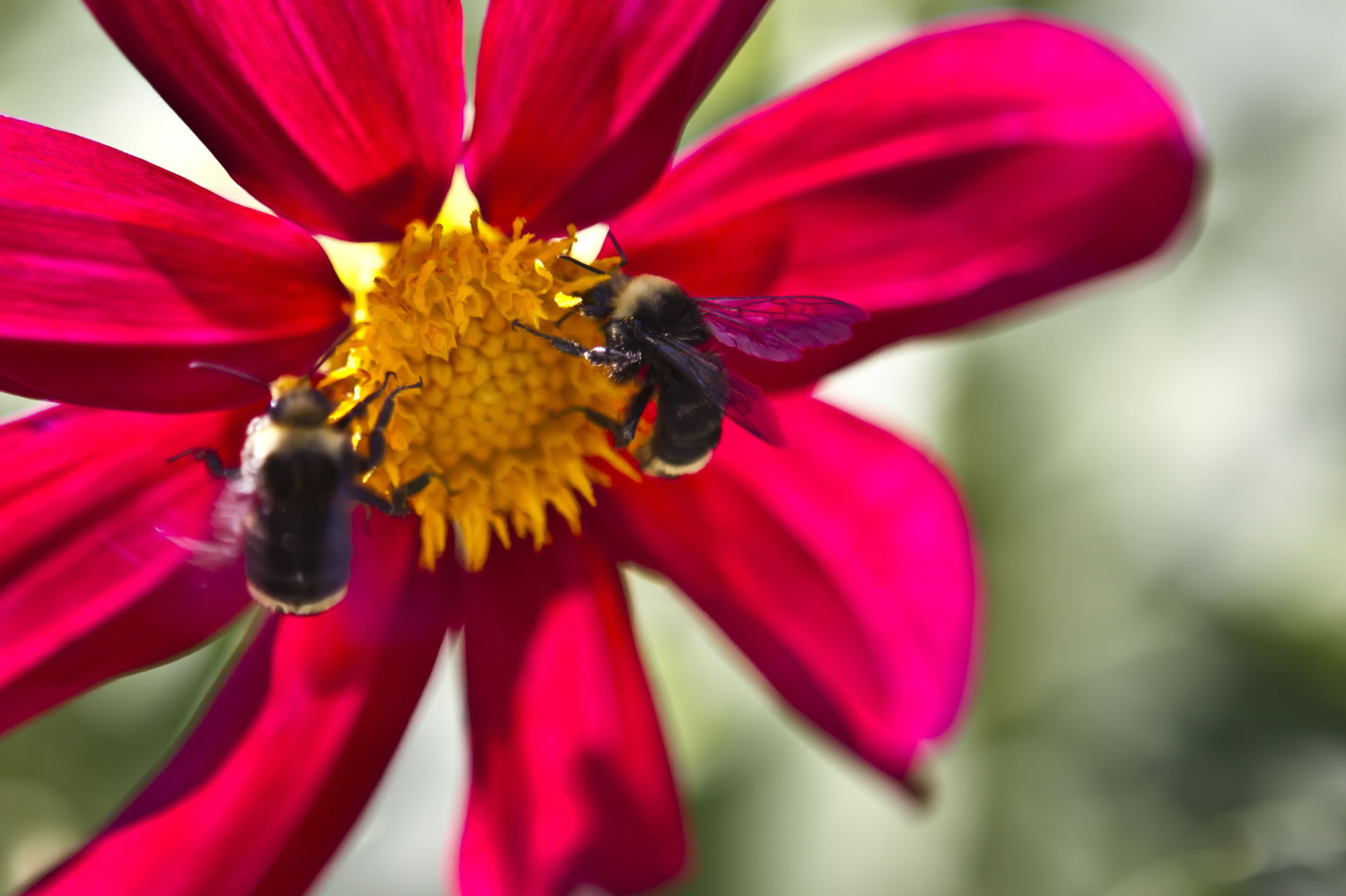 Bumblebees drop in on a dahlia in the garden outside the Fort Vancouver stockade during a July workshop at the National Historic Site.