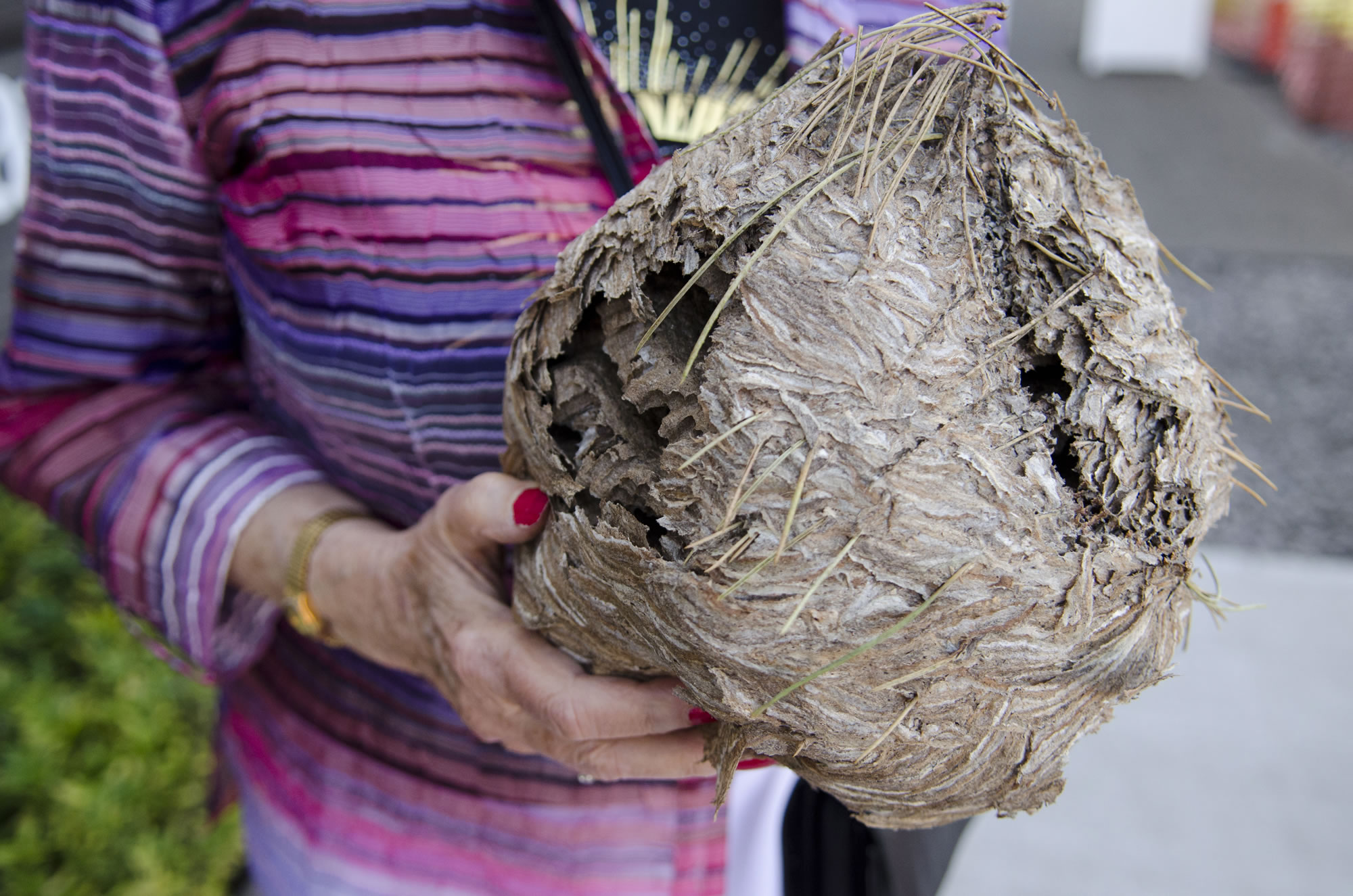 Lucia Falls: Mary Alice Carter holds an empty hornets' nest found on the East Fork of the Lewis River off Rock Creek Road.