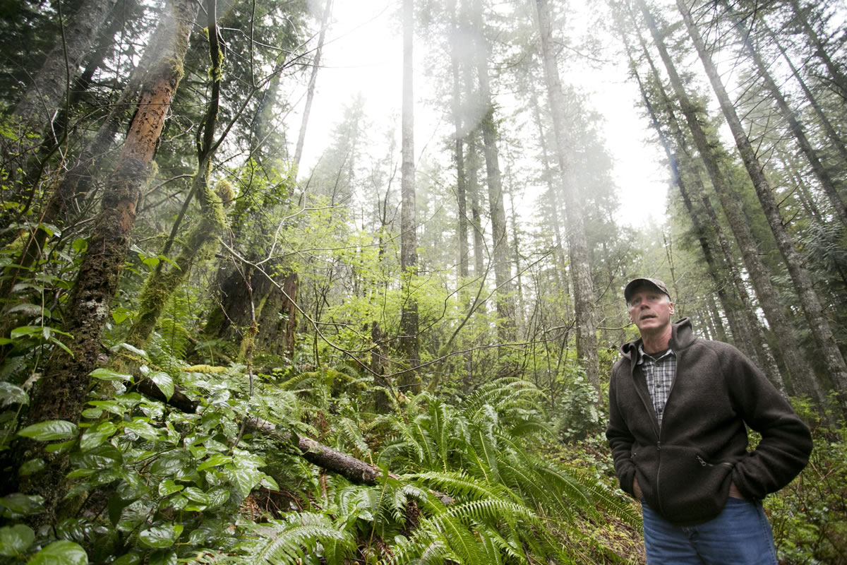 Mike Stevens, Camas' water services supervisor, walks through the Boulder Creek watershed. The city is preparing to harvest timber on forest it owns near two watersheds.