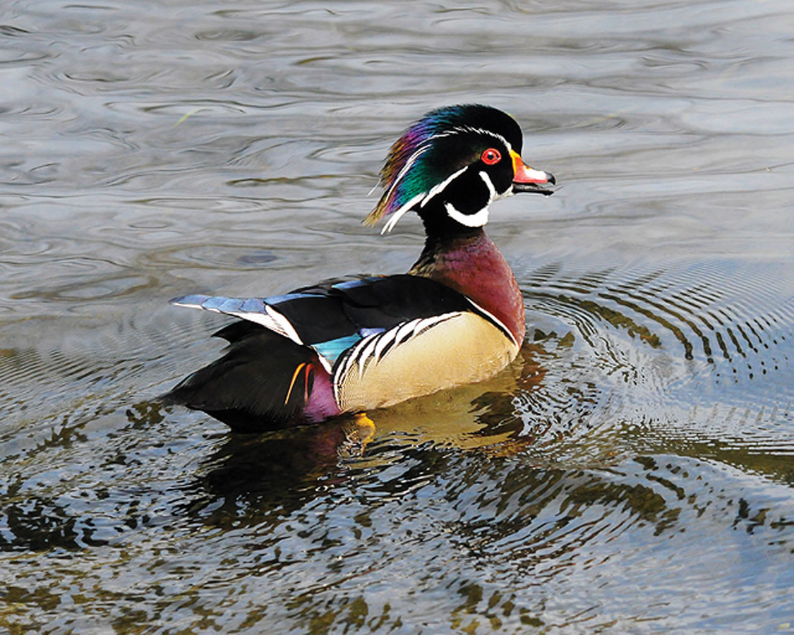 A wood duck swims at the Ridgefield National Wildlife Refuge.