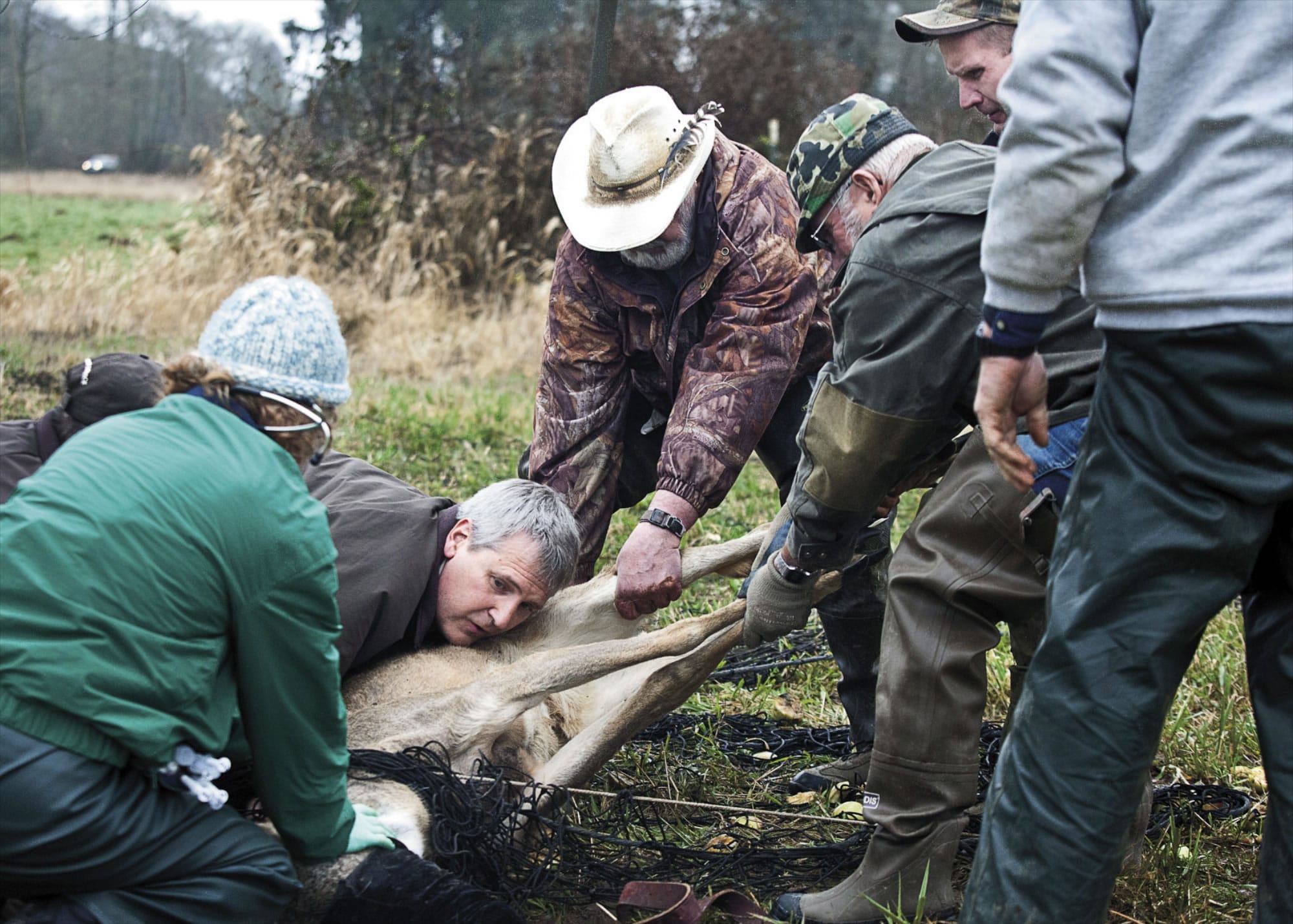 With support from a veterinarian and volunteers, head biologist Paul Meyers works quickly to untangle a deer from a drop-net at the Julia Butler Hansen National Wildlife Refuge for Columbian White-tailed deer in Cathlamet on Tuesday.