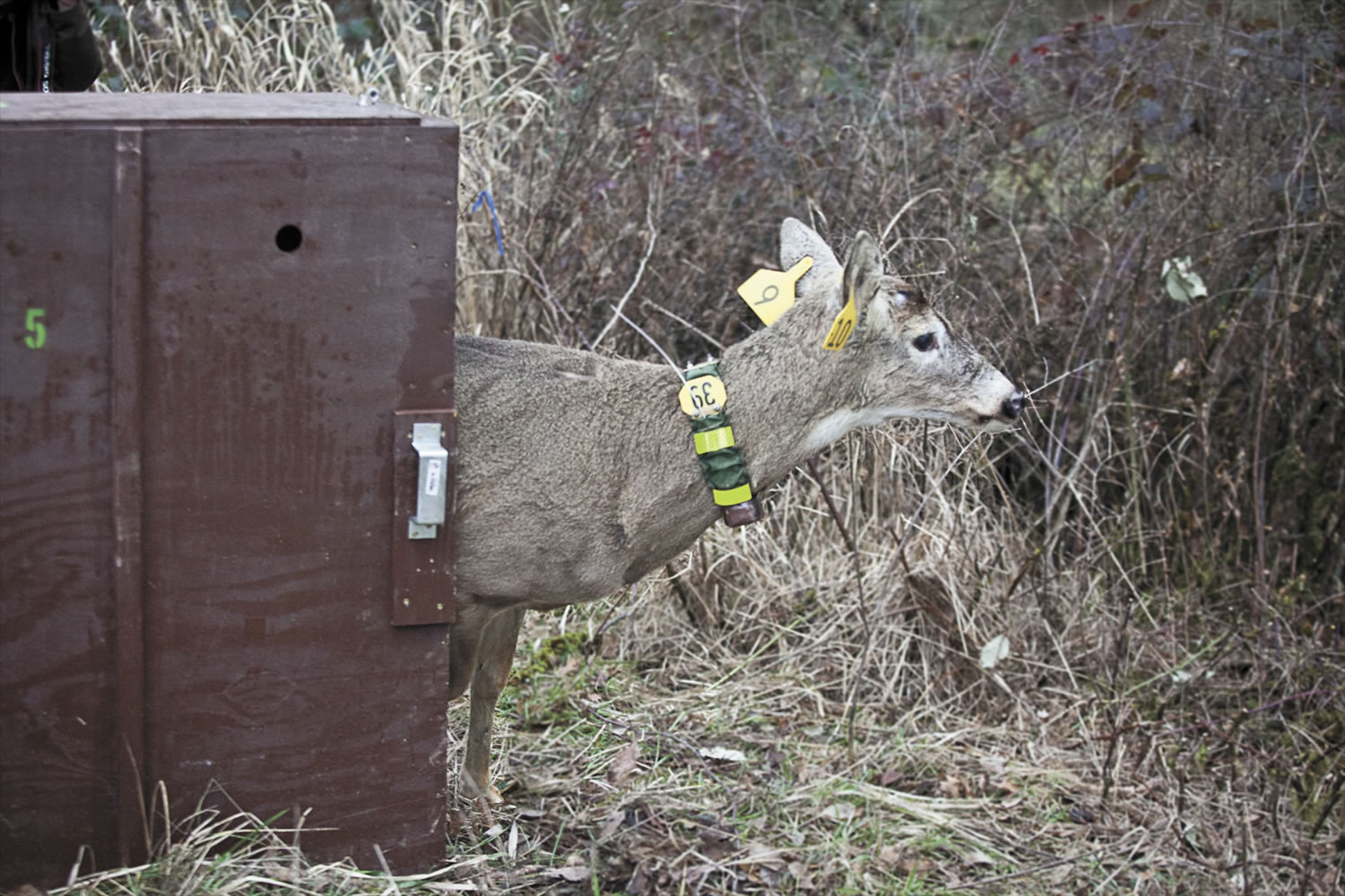 When his crate was opened in Ridgefield, the buck quickly disappeared into the brush, but radio signals indicated that he didn't go far.