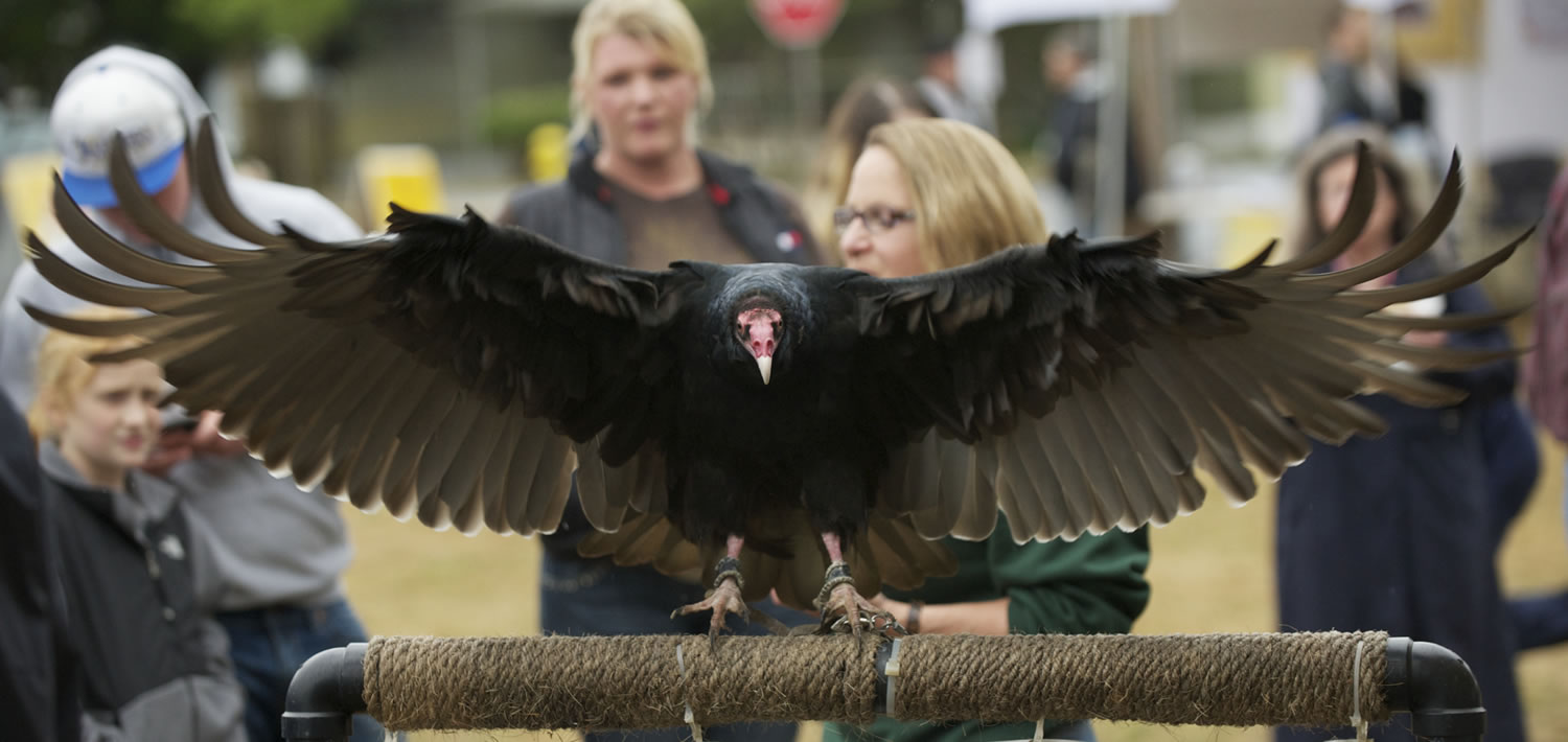 Ruby, a turkey vulture from the Audubon Society of Portland, spreads its wings at the annual BirdFest in Ridgefield in October 2012.