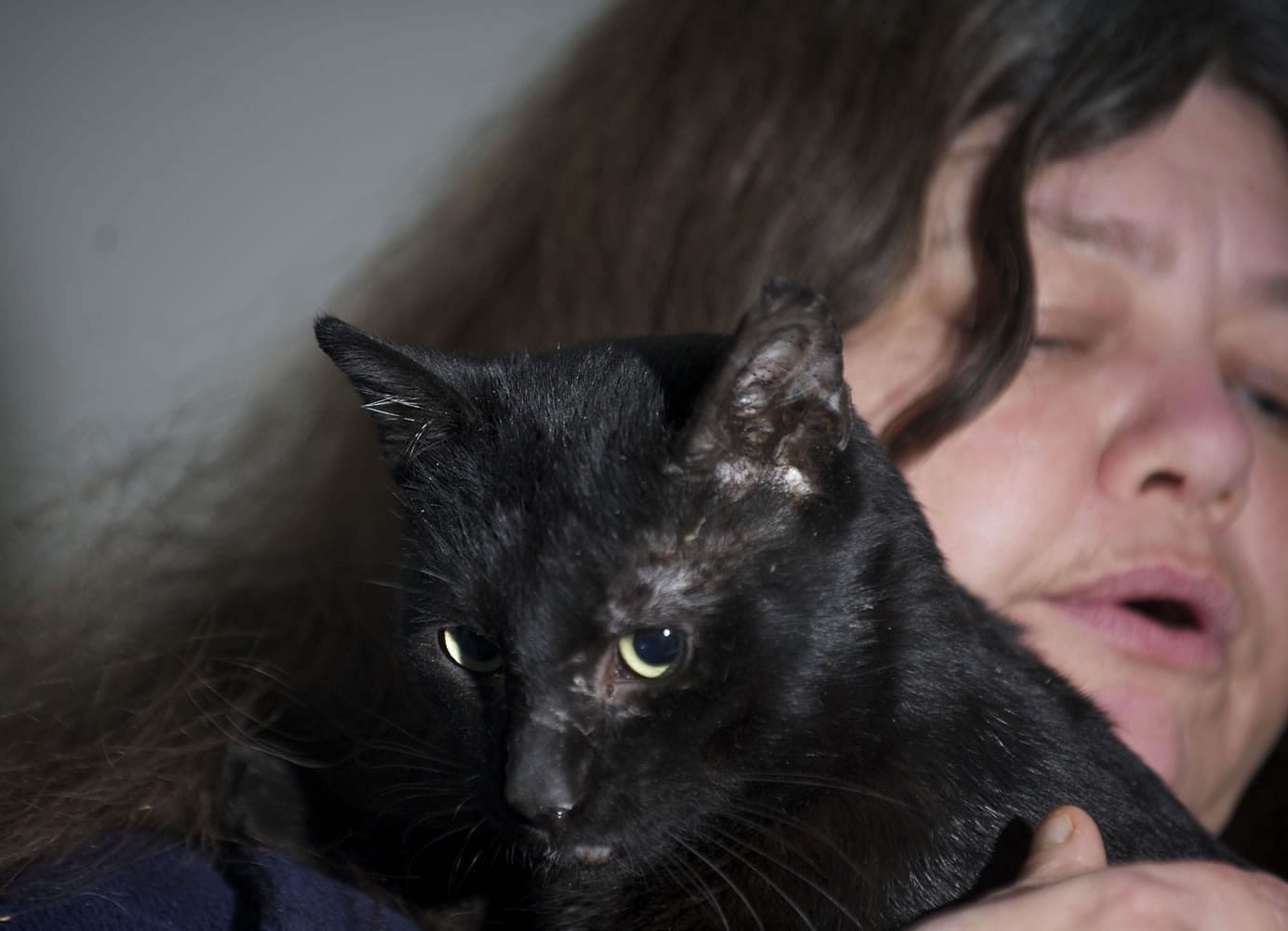 Julie Donahue-Hansen's therapy cat, Shade, went missing for two days about a week ago.
