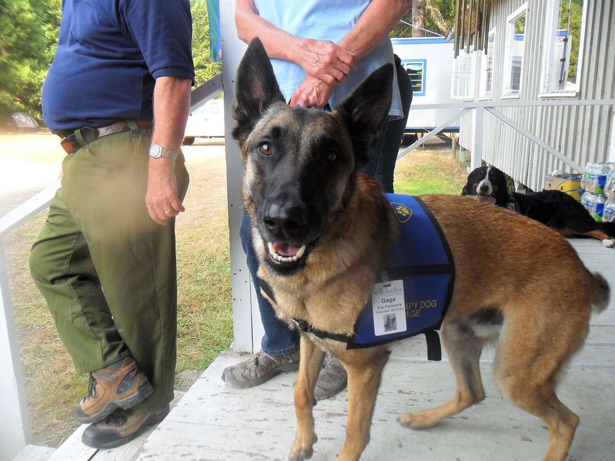Sam, a Belgian Malinois owned by Connie Lane of Central Oregon, pays a visit Aug.