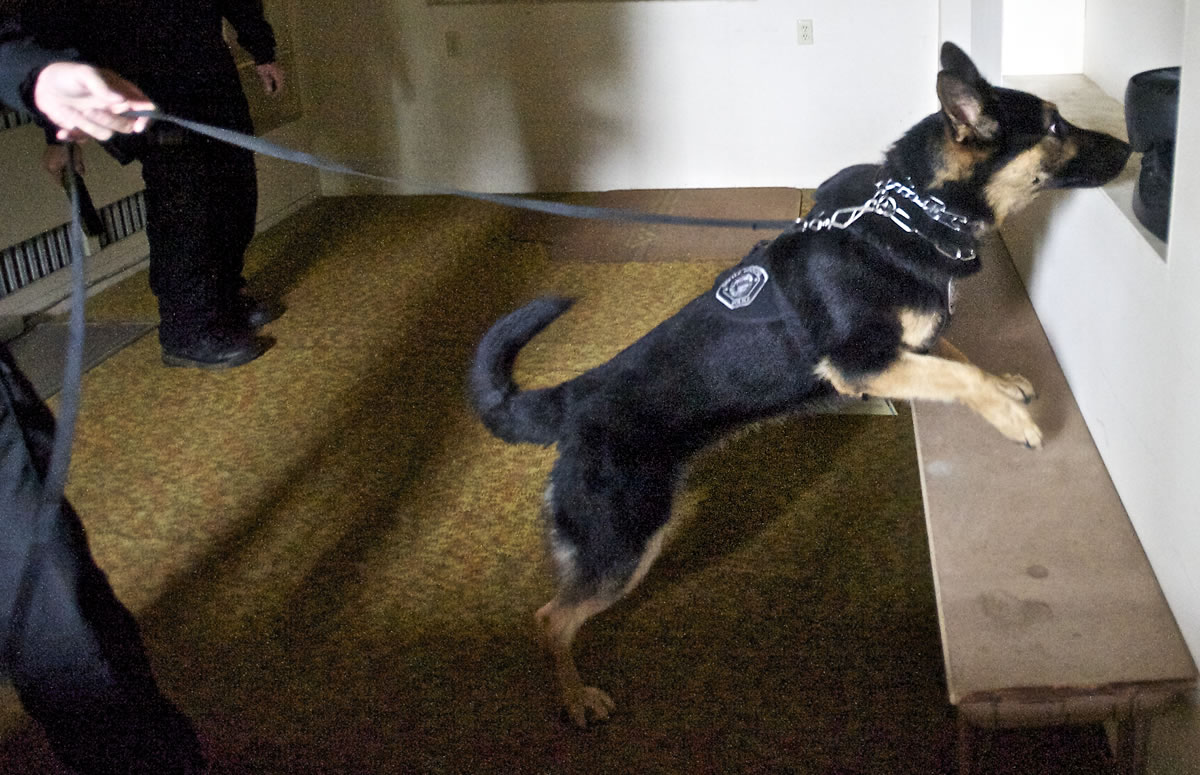 Luca, a 19-month-old German shepherd, is alerting his handler to the smell of heroin hidden inside a black fan.