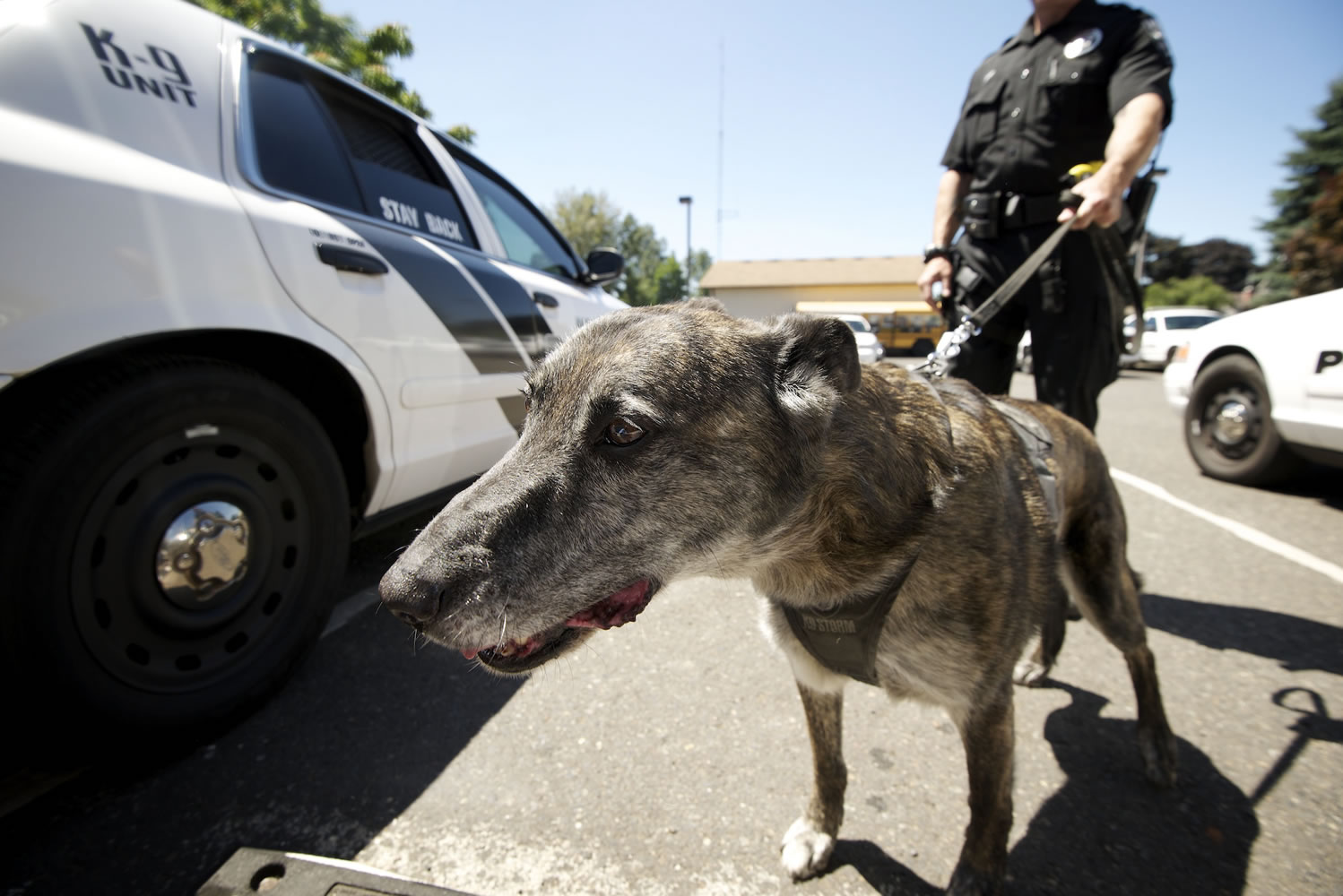 Dingo, Washougal's K-9 unit dog, will retire in October after seven years of service.