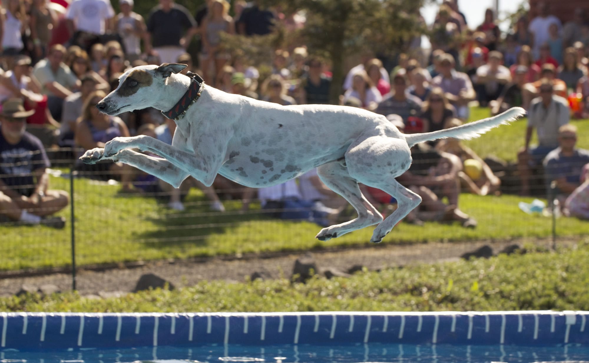 Cochiti, owned by Diane Salts of Olympia, competes in the Speed Retrieval event.