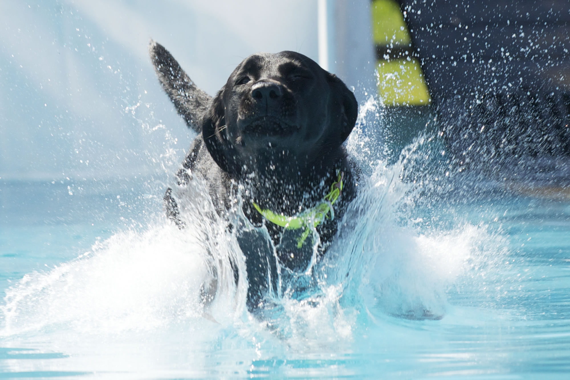 Diesel, a 21/2-year-old black Labrador owned by Wayne Snoderly of Battle Ground, powers through the water at Sunday's Speed Retrieval Dock Dogs event at the Clark County Fair.