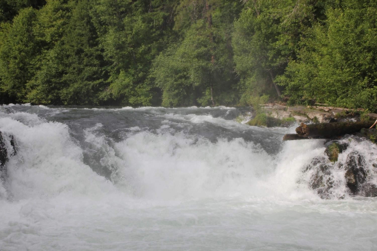 Fall chinook salmon are not expected to go upstream beyond Husum Falls at river mile 7.6.