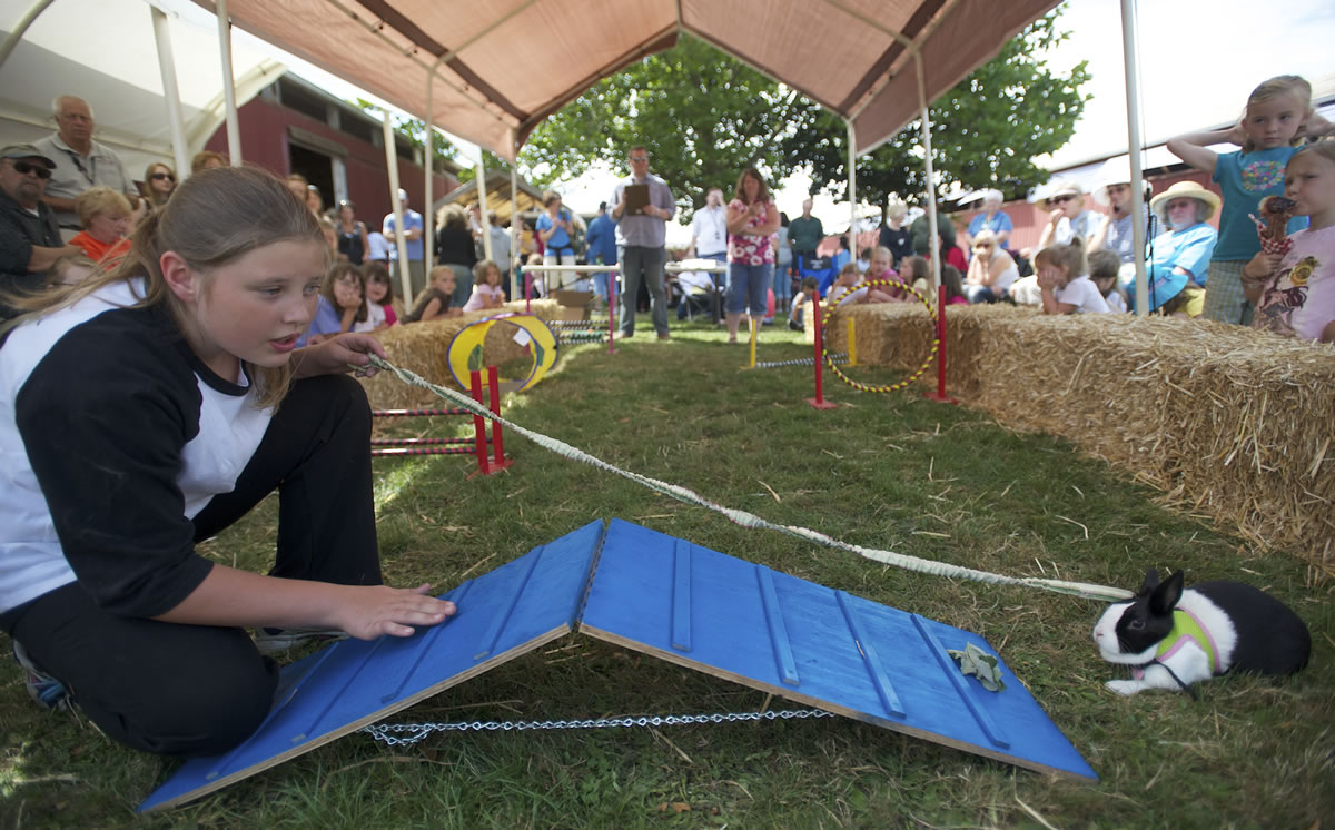 Erin Marble, 10, of Vancouver, taps on a framed ramp to entice her rabbit, Snoopy, to cross it during an agility course competition Thursday at the Clark County Fair.