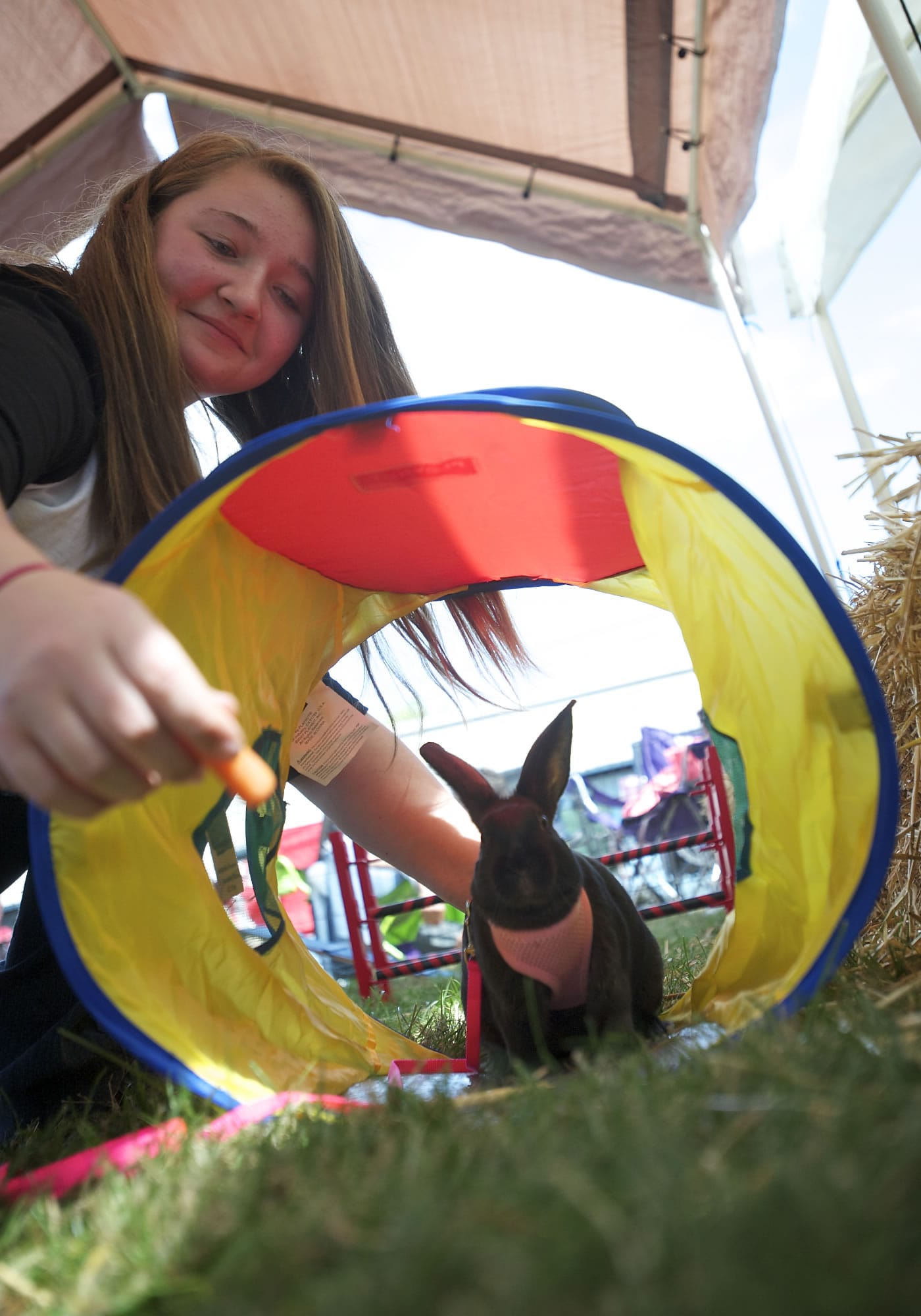 Amanda Pereira, 14, of Vancouver, dangles a carrot in an attempt to coax her rabbit, Myka, through a tunnel during a bunny agility course at the Clark County Fair on Thursday.