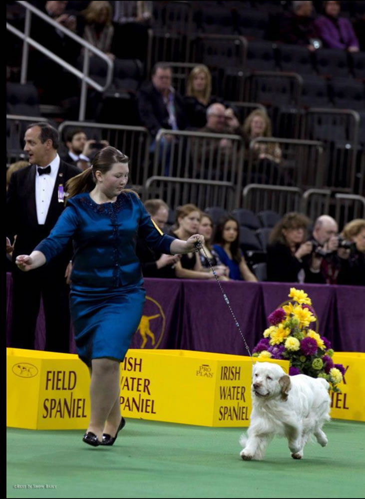 Battle Ground High School student Raina Moss and her Clumber spaniel, Totsi, placed fourth in Junior Showmanship at the Westminster Dog Show in New York City.