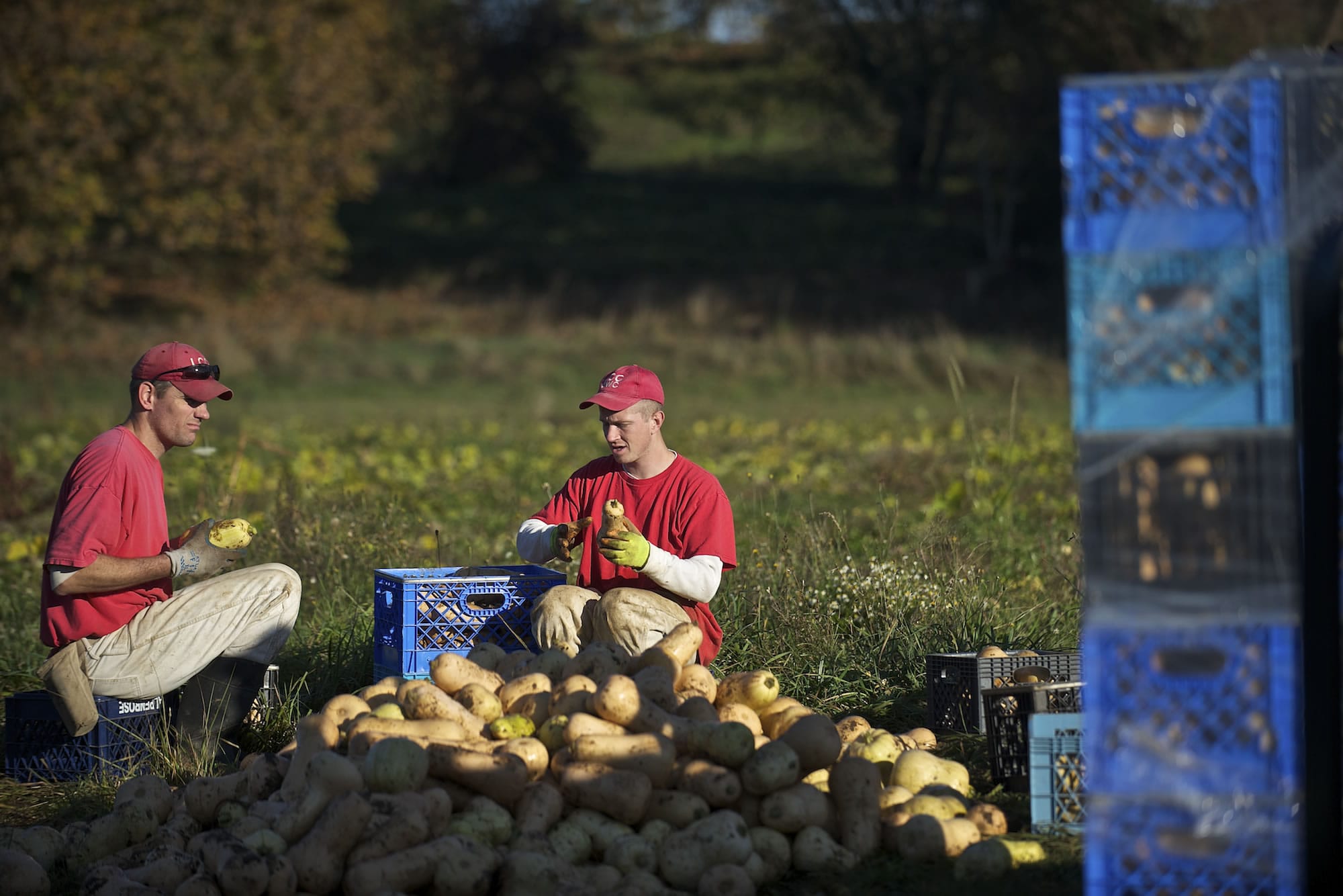 Mark Kaeser, 37, left, and Ryan Robenalt, 28, pack the harvested butternut squash into plastic crates.