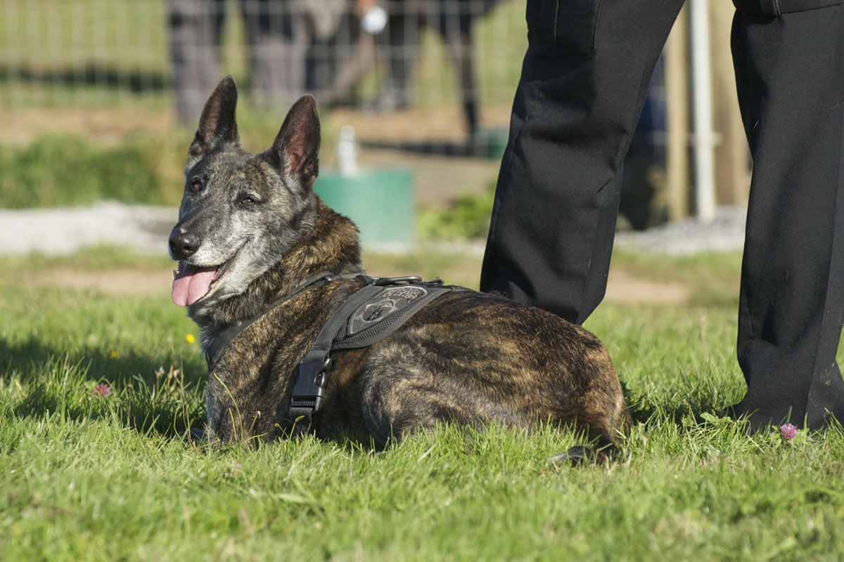 Washougal Police Department K-9 dog Dingo attends his retirement party on Saturday at the Stevenson Off-Leash Dog Park in Washougal on Saturday.
