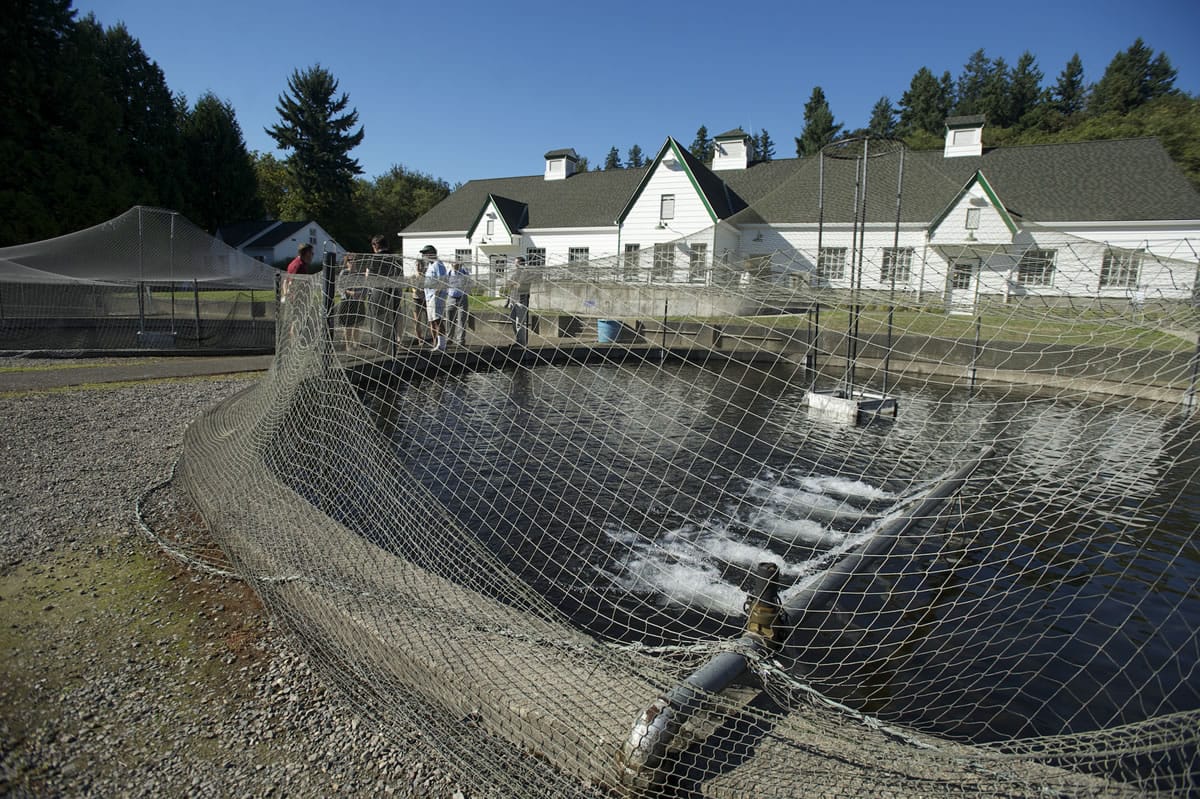 Photos by Steven Lane/The Columbian
Visitors look at the thousands of trout being raised to a &quot;catchable size&quot; in outdoor ponds at the Vancouver Trout Hatchery, part of the Columbia Springs natural area. The hatchery celebrated its 75th anniversary this week.