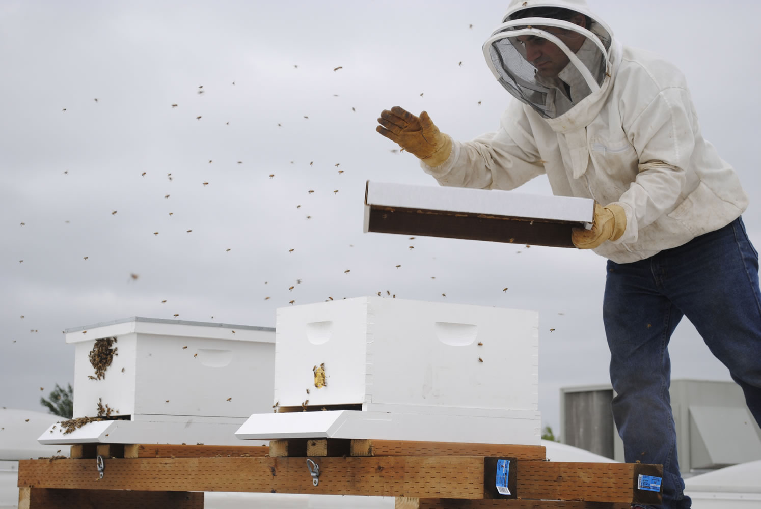 Portland beekeeper Damian Magista taps a container on July 8 to persuade thousands of honey bees to enter their new home on the roof of the Fisher's Landing New Seasons Market.