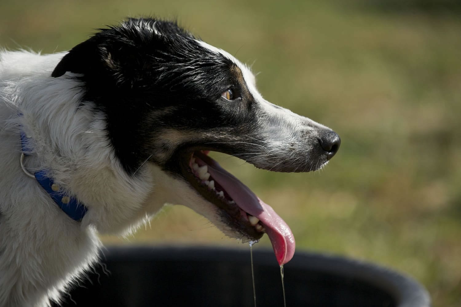 Ben, a 2 1/2-year-old border collie, competed with handler Rob Miller, a past champion at the event.