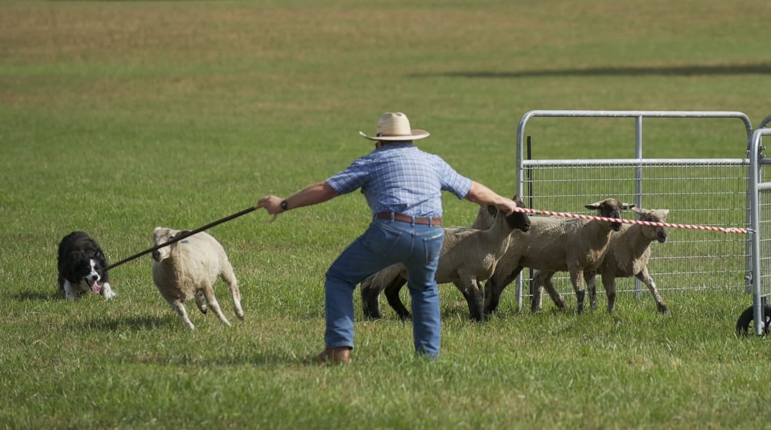 Yelm resident Bob Hickman and his border collie Mojo attempt to pen a group of sheep during the Lacamas Valley Sheep Dog Trial on Saturday. The event drew dozens of competitors from all over the western U.S.
