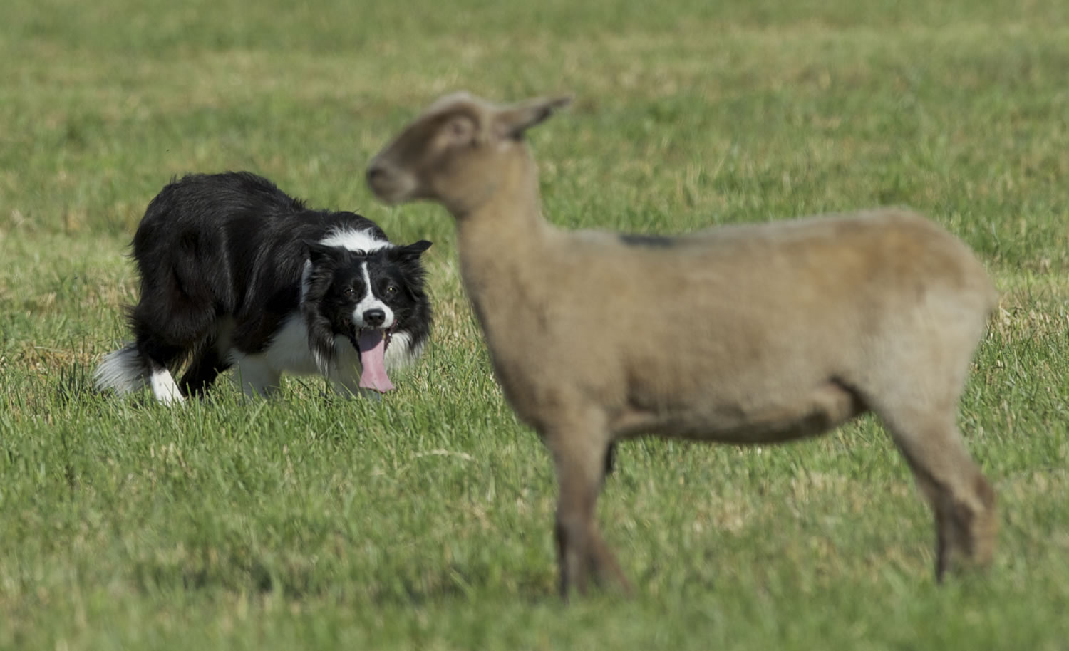 Scoop, handled by Bryan White, drives a lamb during the Lacamas Valley Sheep Dog Trial outside Camas on Saturday.