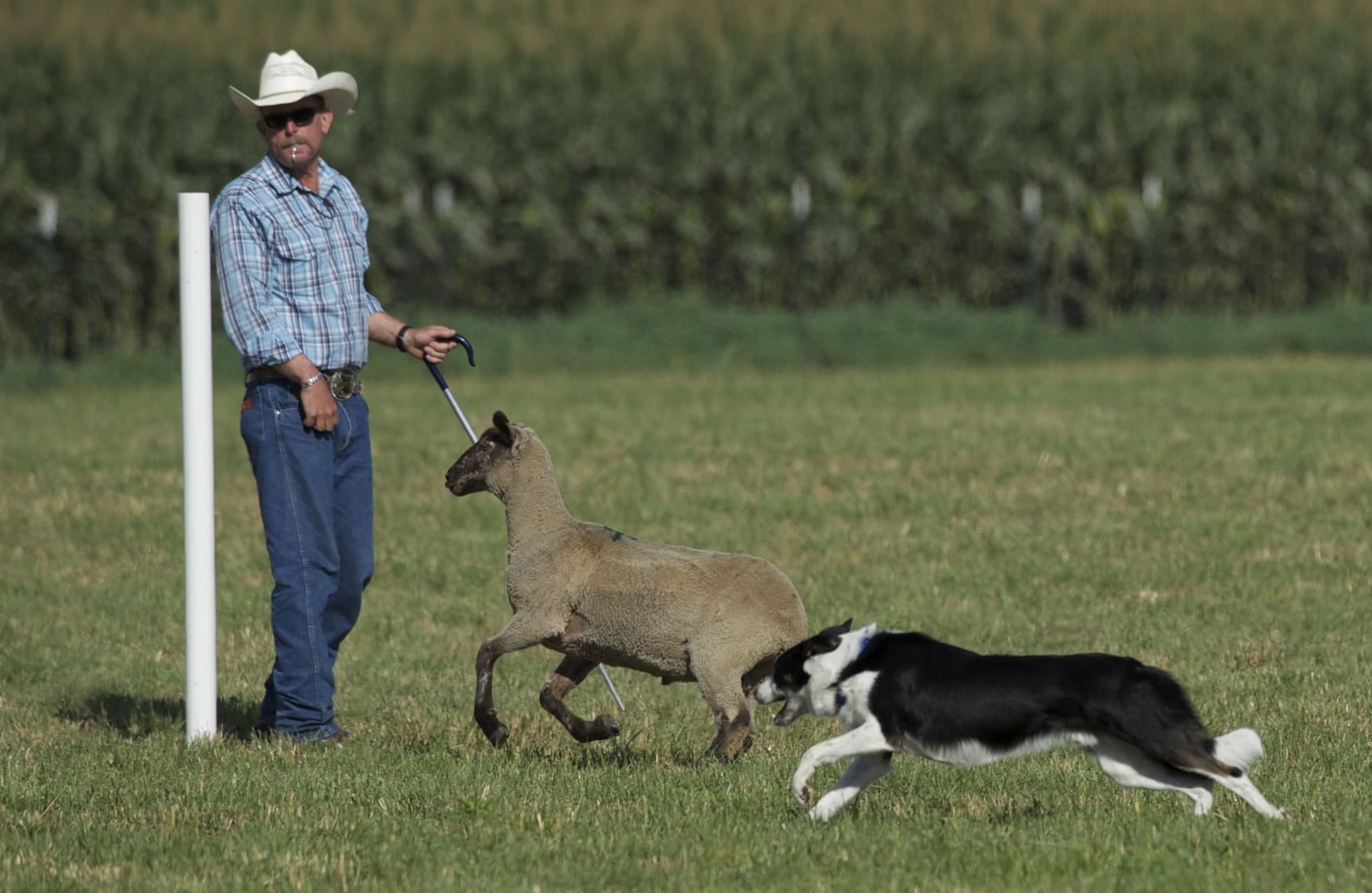 Ben, a 2 1/2-year-old border collie handled by Rob Miller of Middleton, Idaho, drives a lamb Saturday during the Lacamas Valley Sheep Dog Trial outside Camas.
