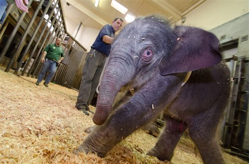 A newborn female Asian elephant calf just moments after birth at the Oregon Zoo in Portland. The Oregon Zoo says their Asian elephant Rose-Tu gave birth to the 300-pound female calf at 2:17 a.m.