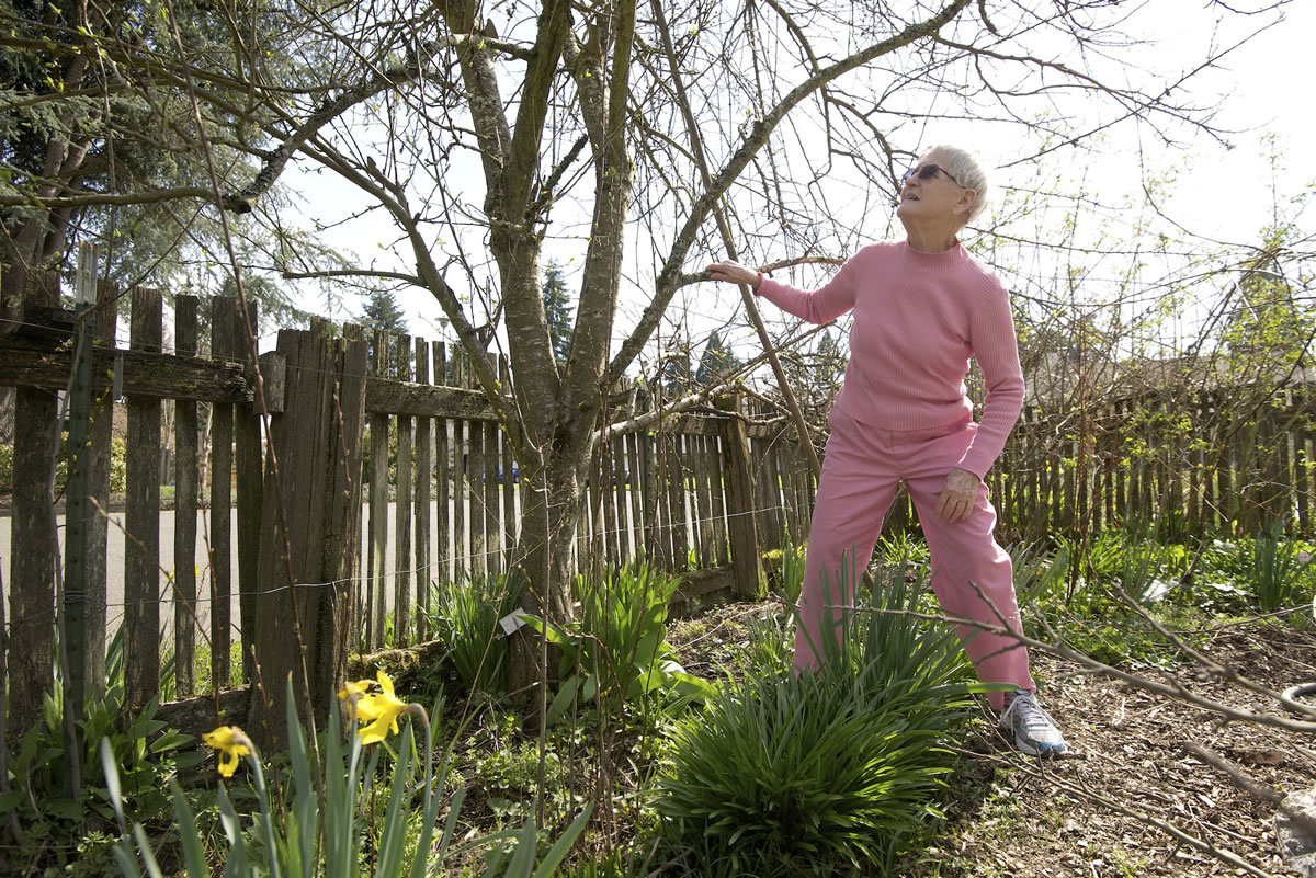 Urban permaculture pioneer Beverly Doty, 85, examines a flowering prune tree outside her home in late March. Two years ago, faced with health challenges, Doty donated the site to an Oregon nonprofit that meant to continue her work, but everything went wrong.