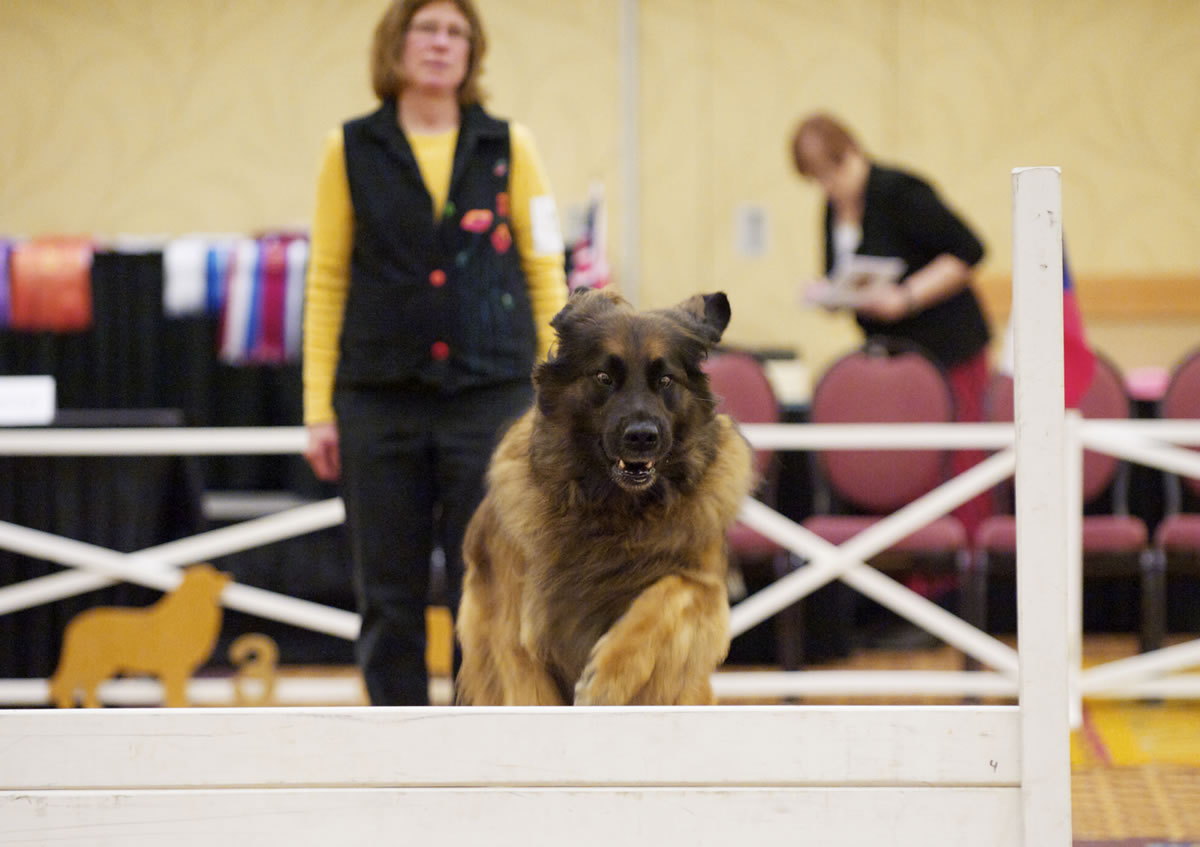 Jody Woodruff and Biscuit compete at the 2013 Leos and Clark Leonberger Club of America National Specialty Show at the Vancouver Convention Center on Thursday.
