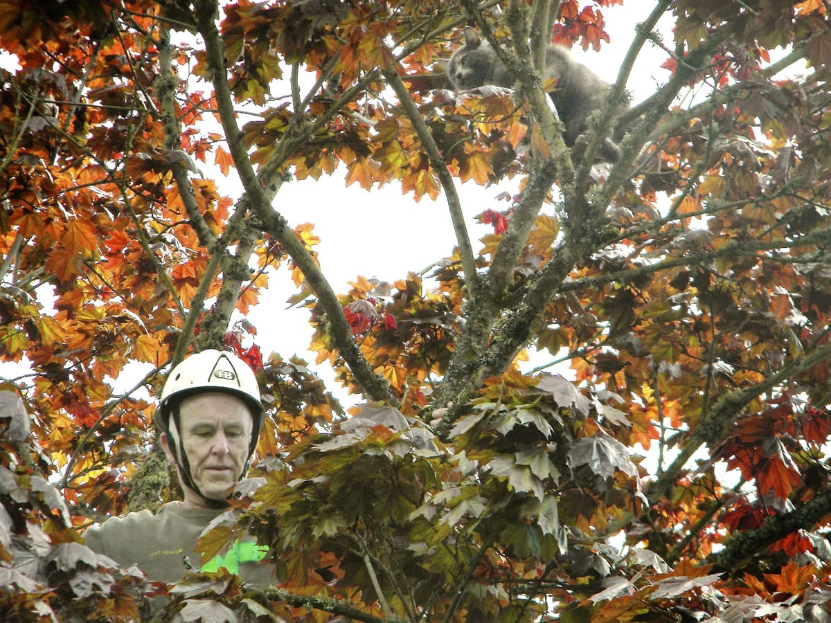 Tom Croley rescues a stray cat on April 30 from a tree at a Vancouver home.