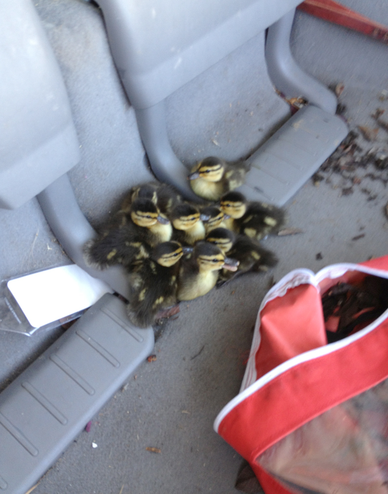 Ten ducklings temporarily took shelter in the back of Vancouver City Councilor Bart Hansen's minivan.