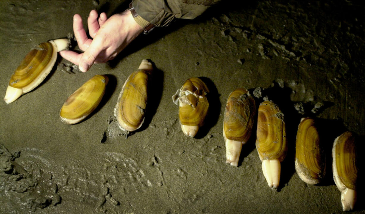 Freshly dug burrowing razor clams lie on the Long Beach sand in lantern light at low tide.